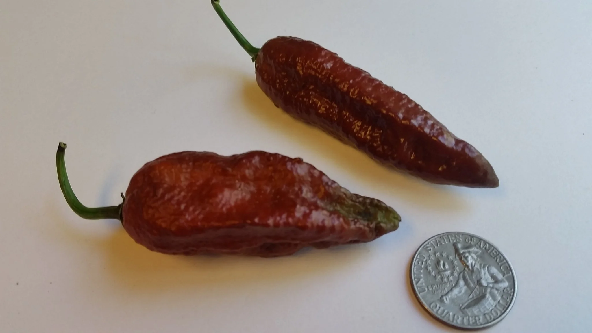 Naga Black - Seeds - Image 2