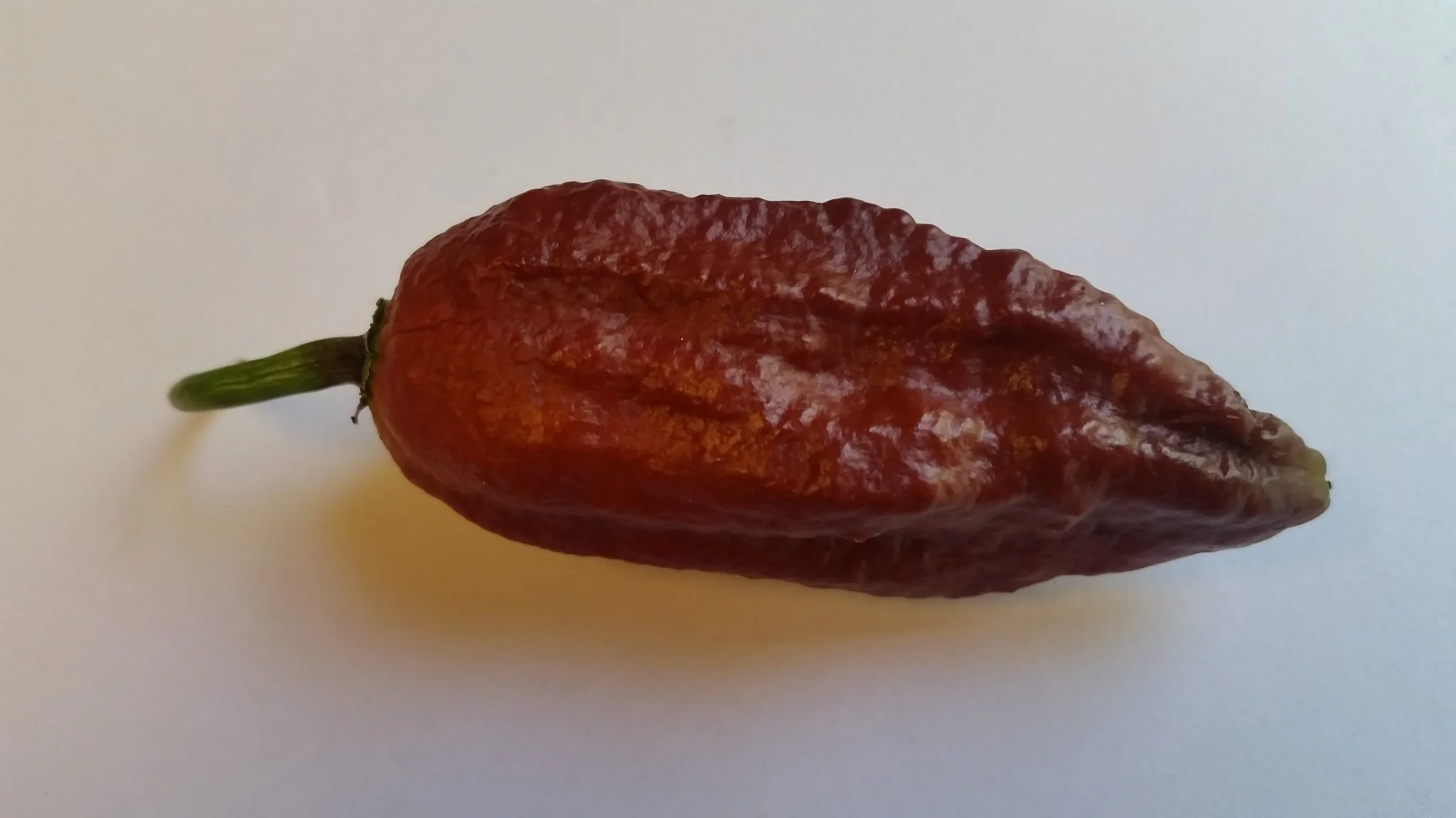 Naga Black - Seeds - Image 3