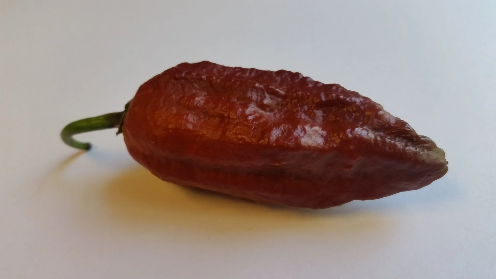Naga Black - Seeds - Image 4