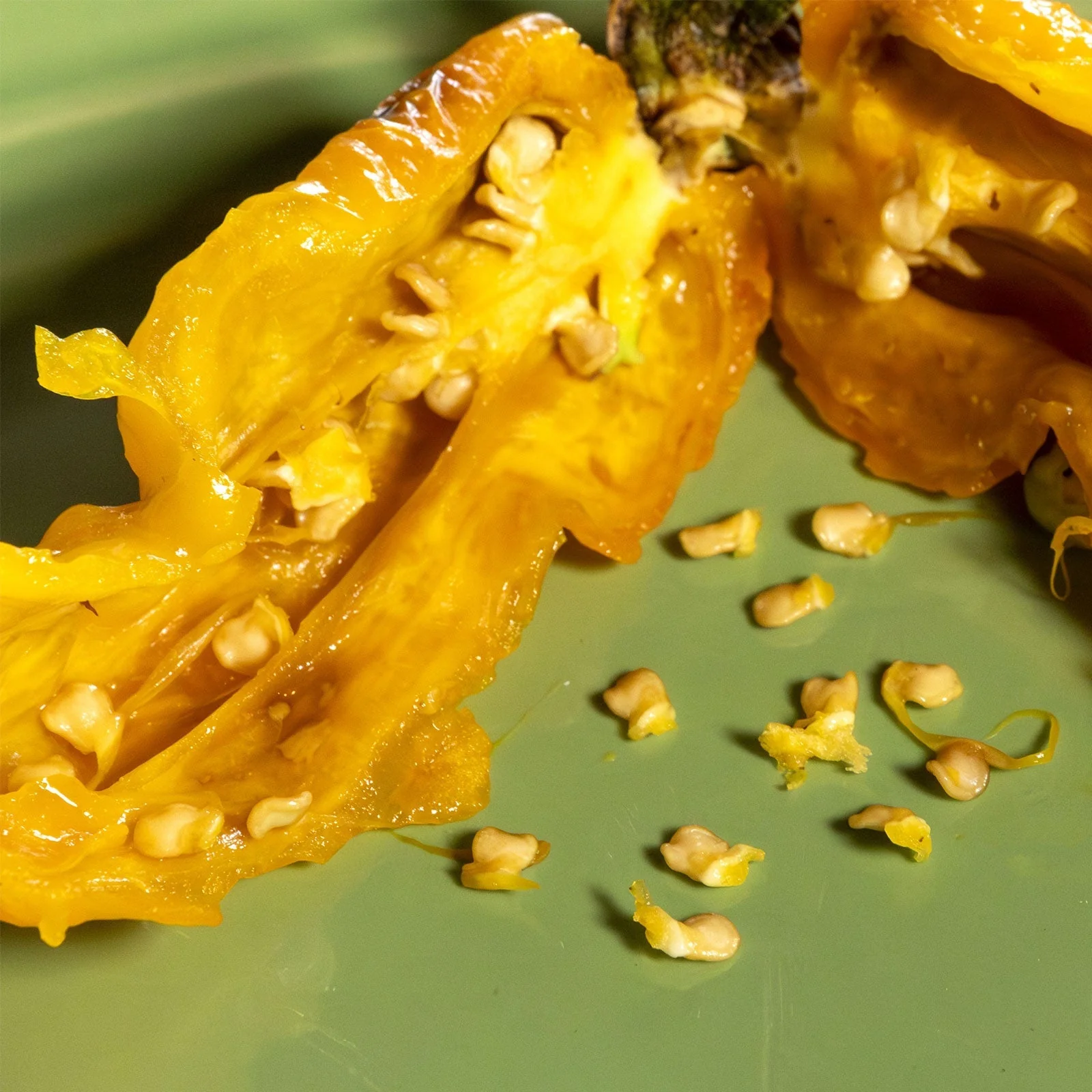 Naga Bubblegum 7 Pot Yellow Pepper Seeds - Image 3