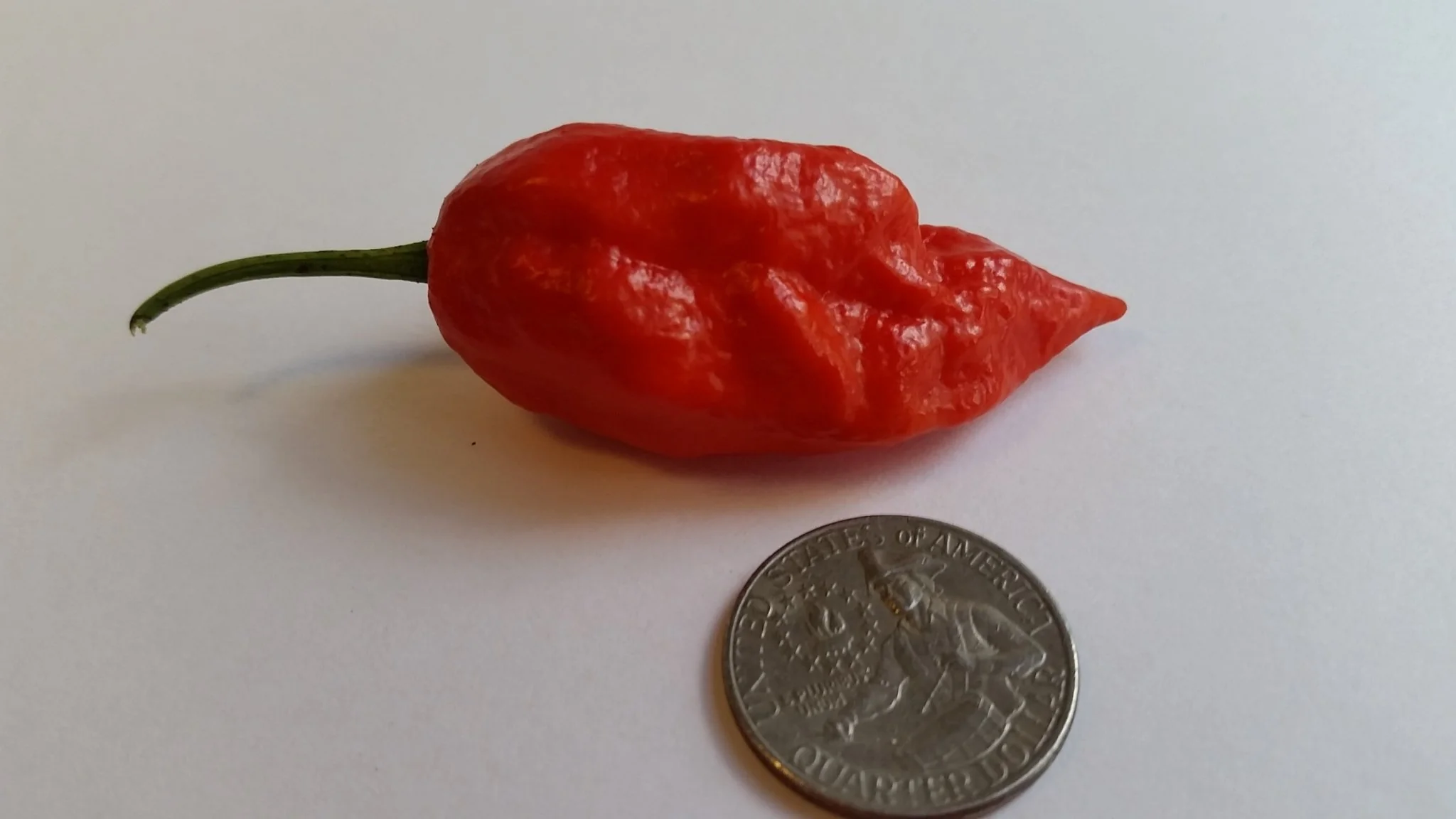 Naga Morich - Seeds - Image 2