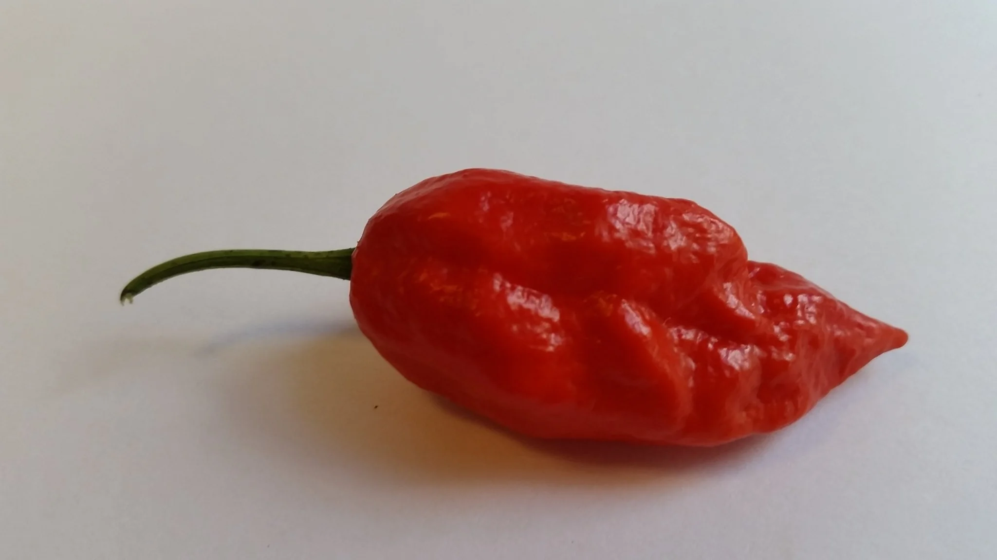 Naga Morich - Seeds - Image 3