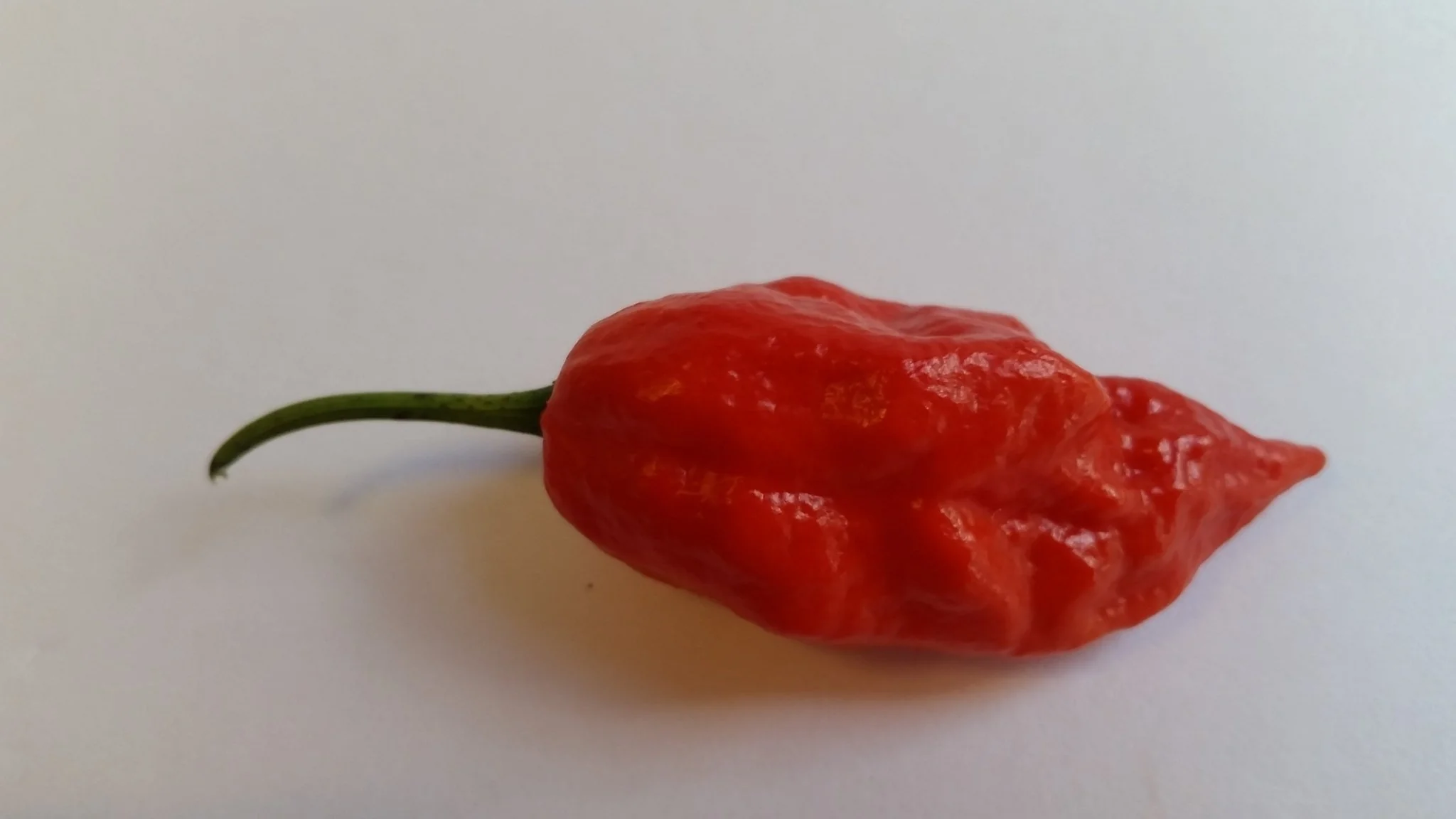 Naga Morich - Seeds - Image 4