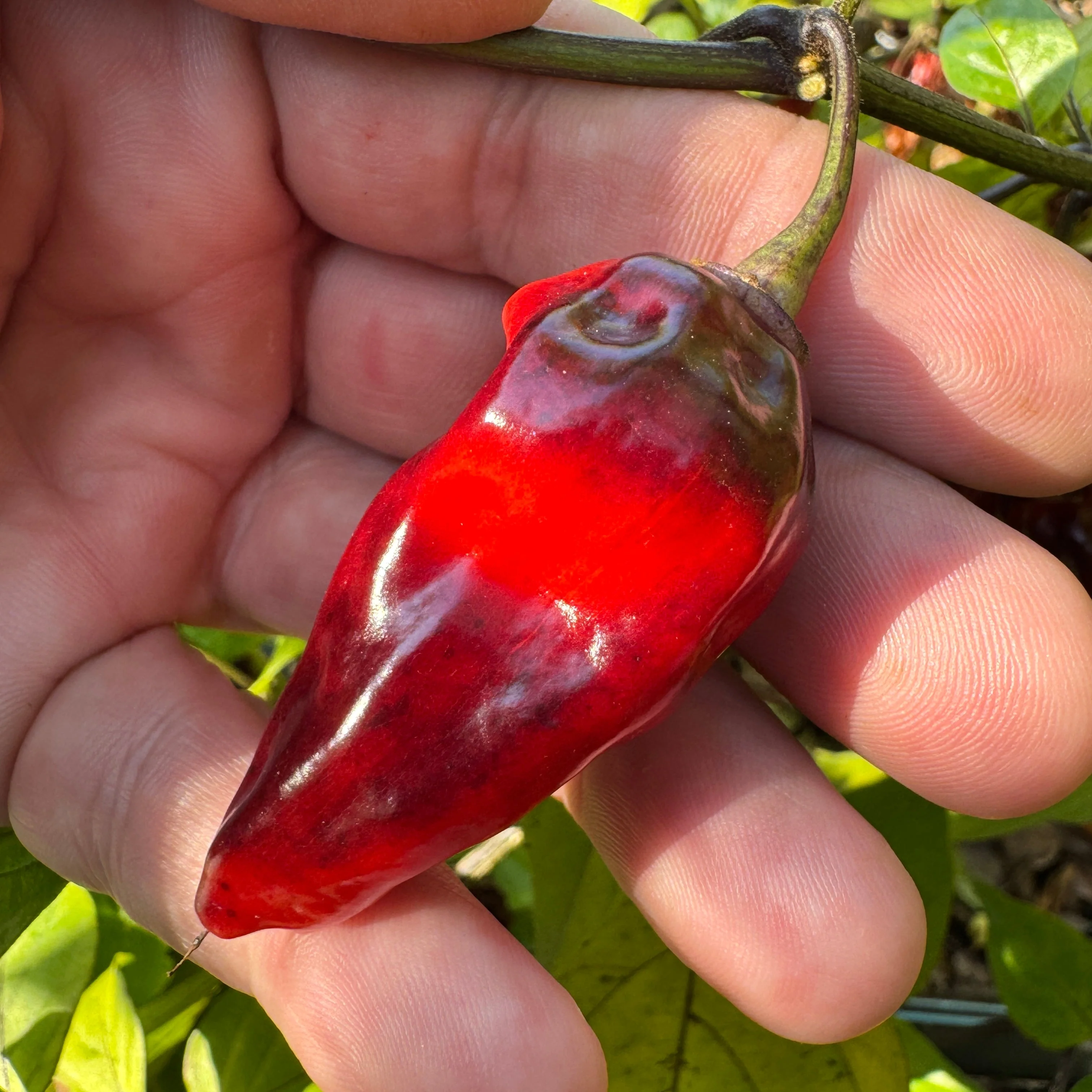Naga Smooky Rainbow - Seeds - Image 2