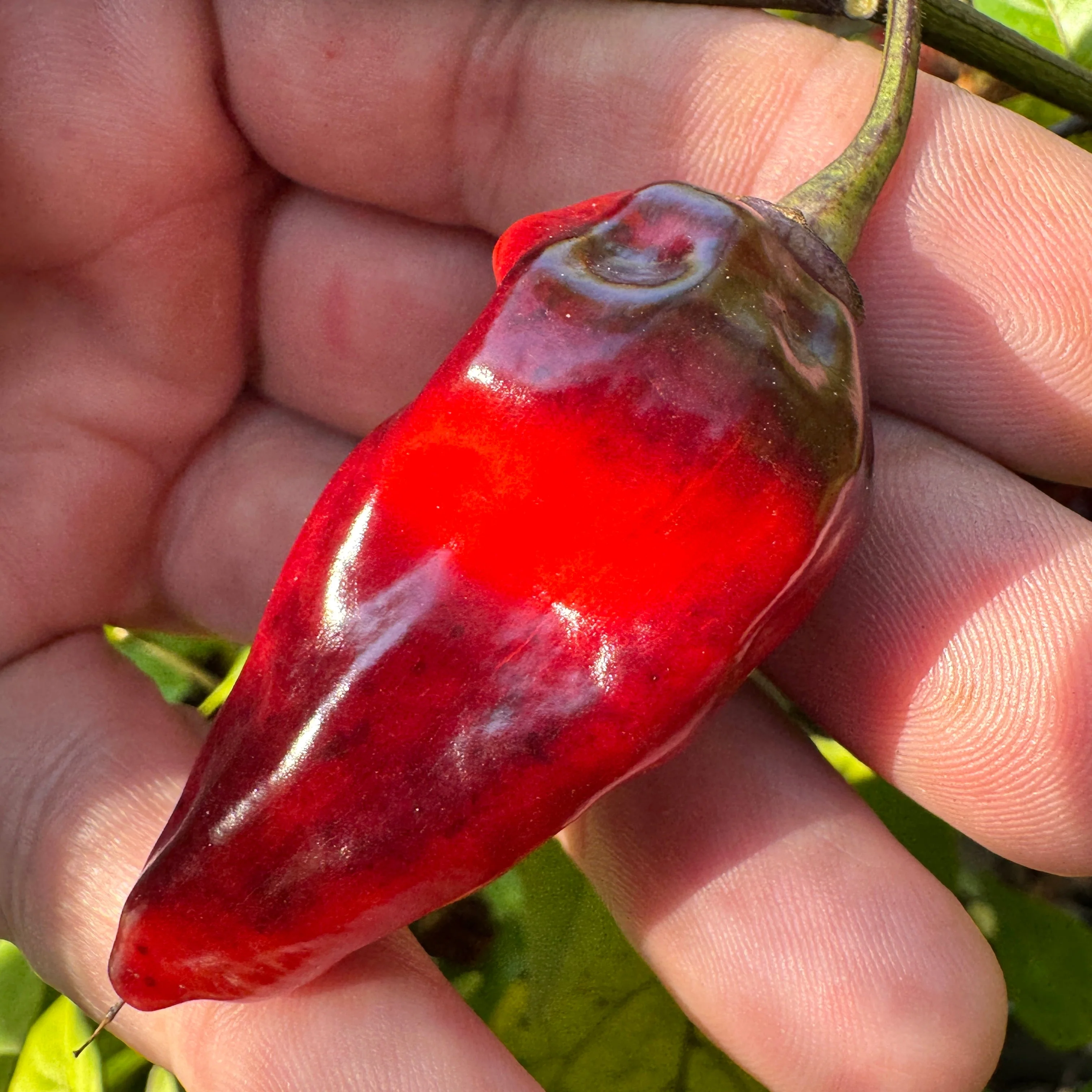 Naga Smooky Rainbow - Seeds - Image 3