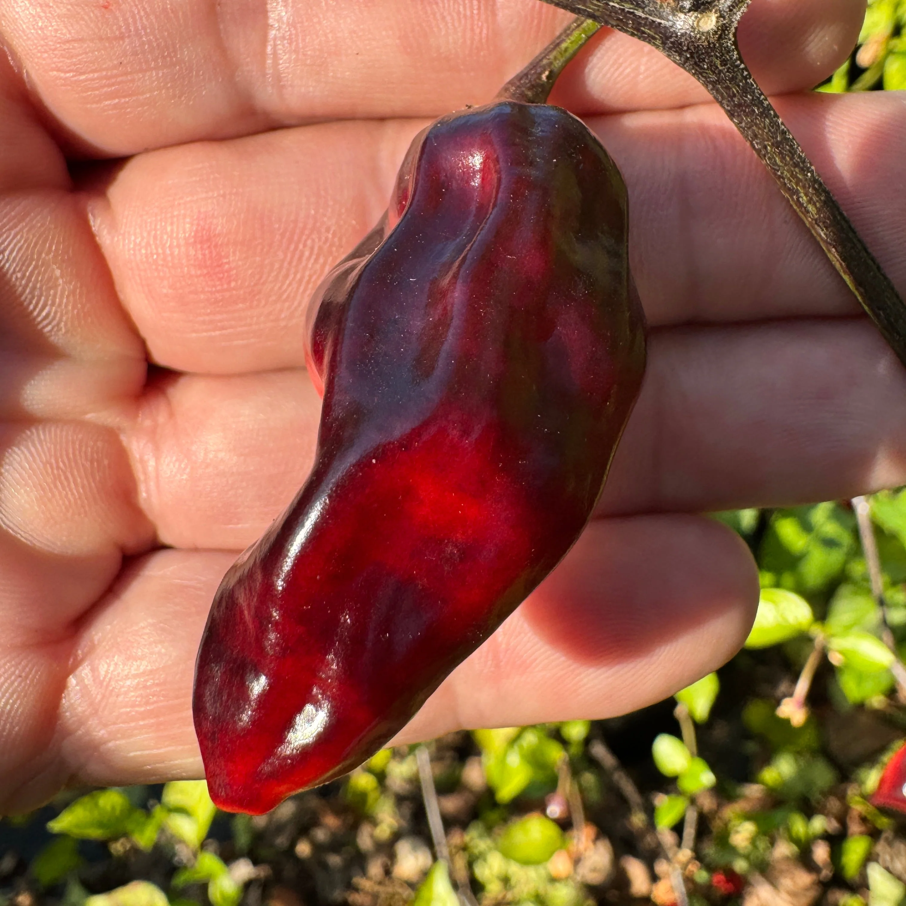 Naga Smooky Rainbow - Seeds - Image 4