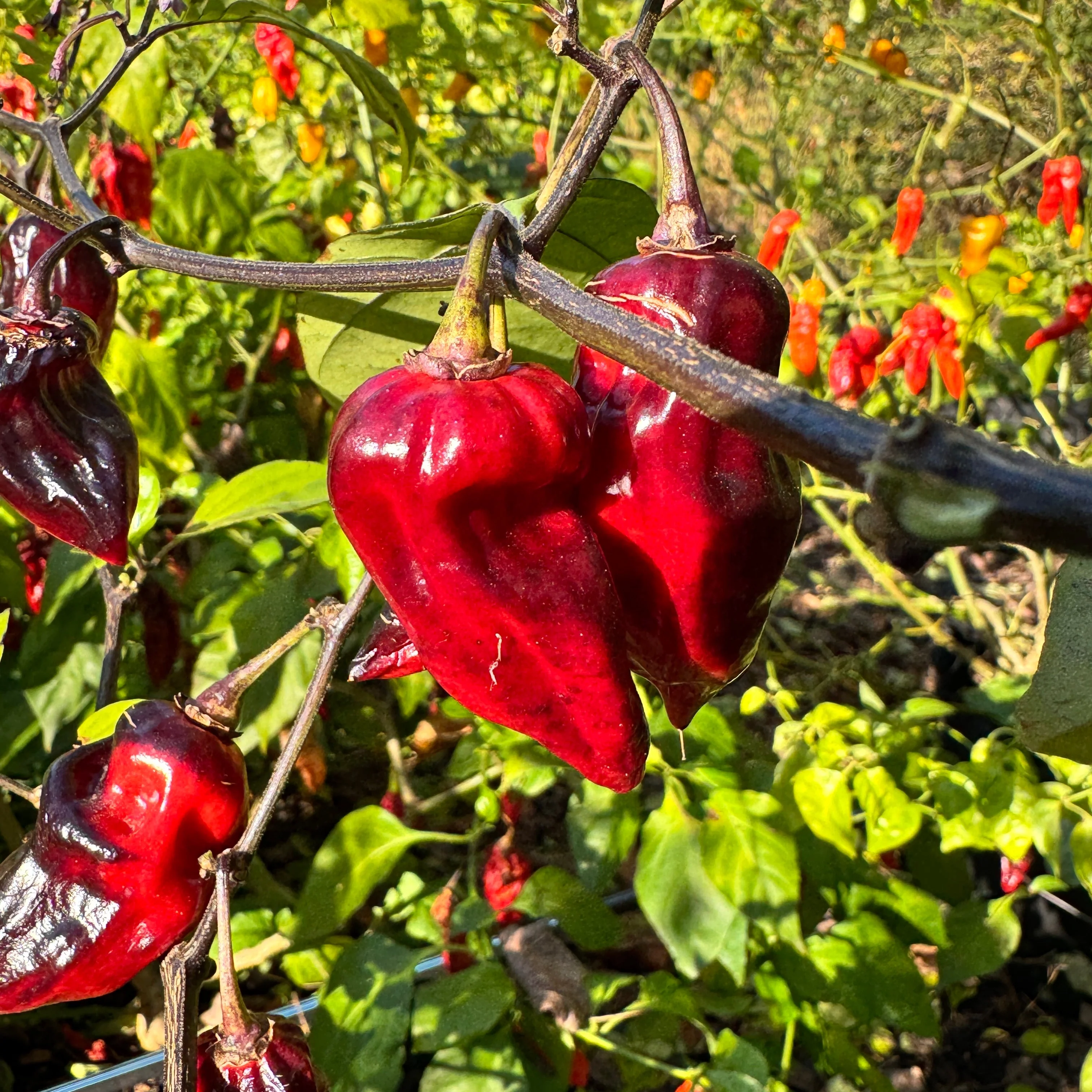 Naga Smooky Rainbow - Seeds - Image 5