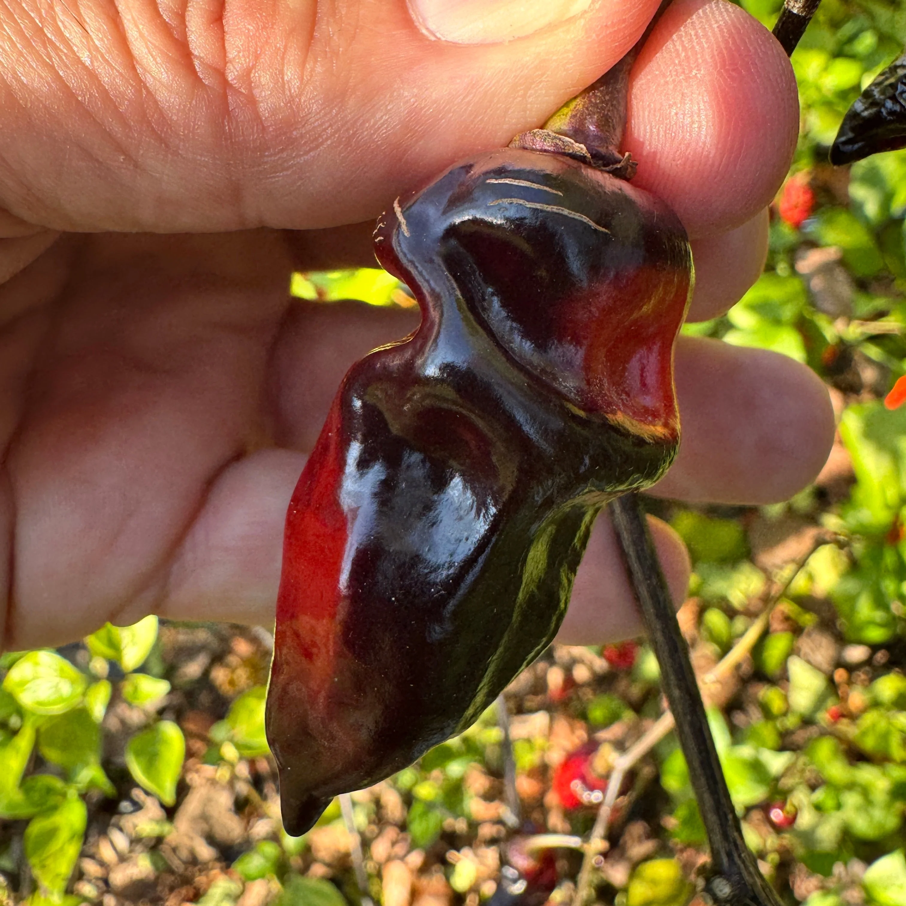 Naga Smooky Rainbow - Seeds - Image 7