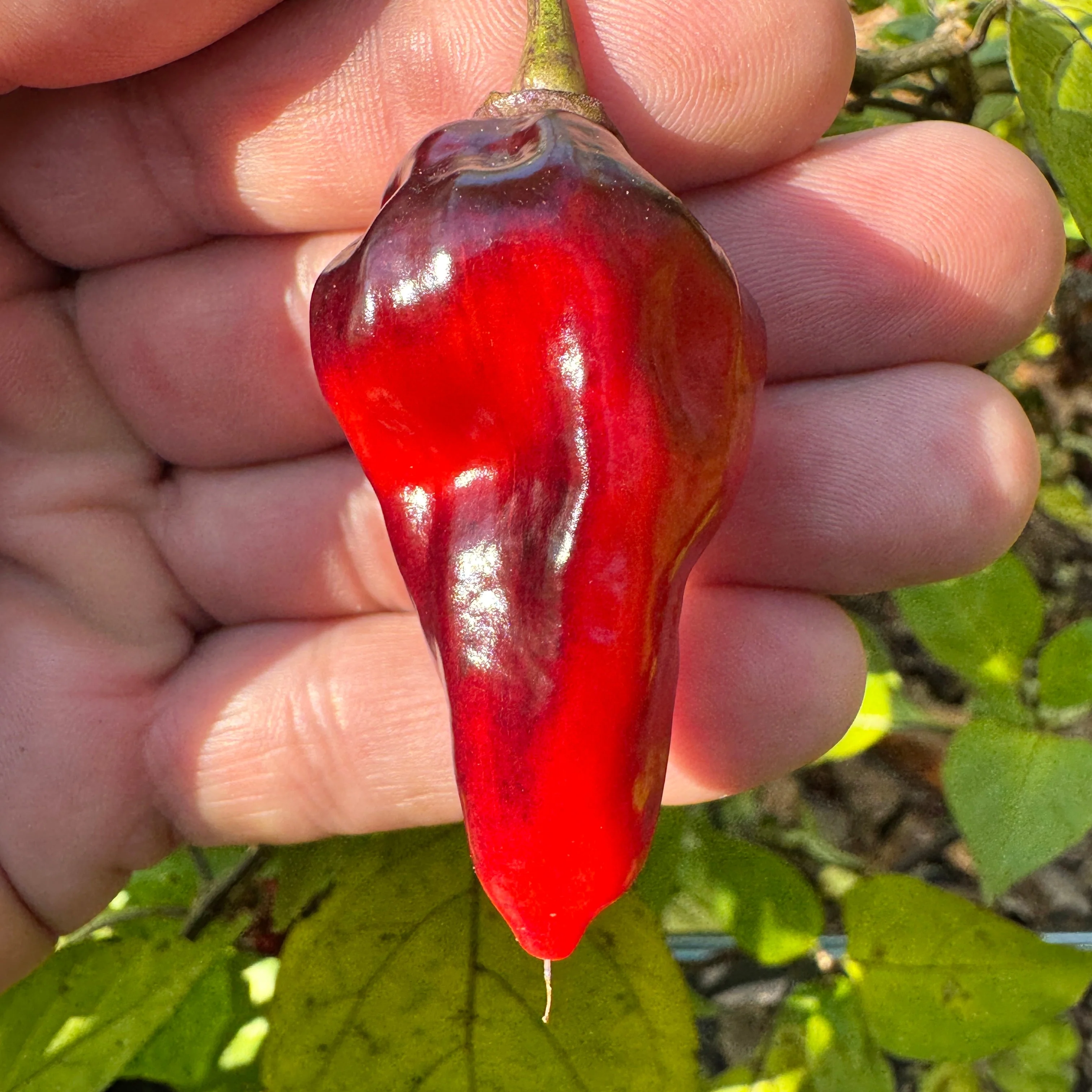 Naga Smooky Rainbow - Seeds - Image 8