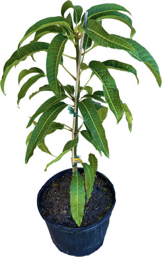 Nam Doc Mai # 4 Dwarf Mango Tree, Grafted - Image 2