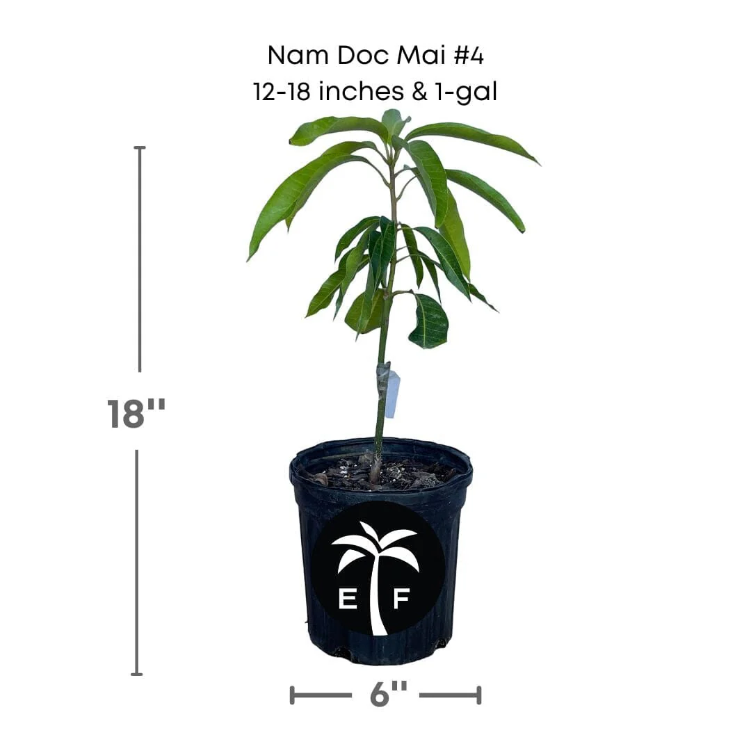 Nam Doc Mai # 4 Dwarf Mango Tree, Grafted - Image 3