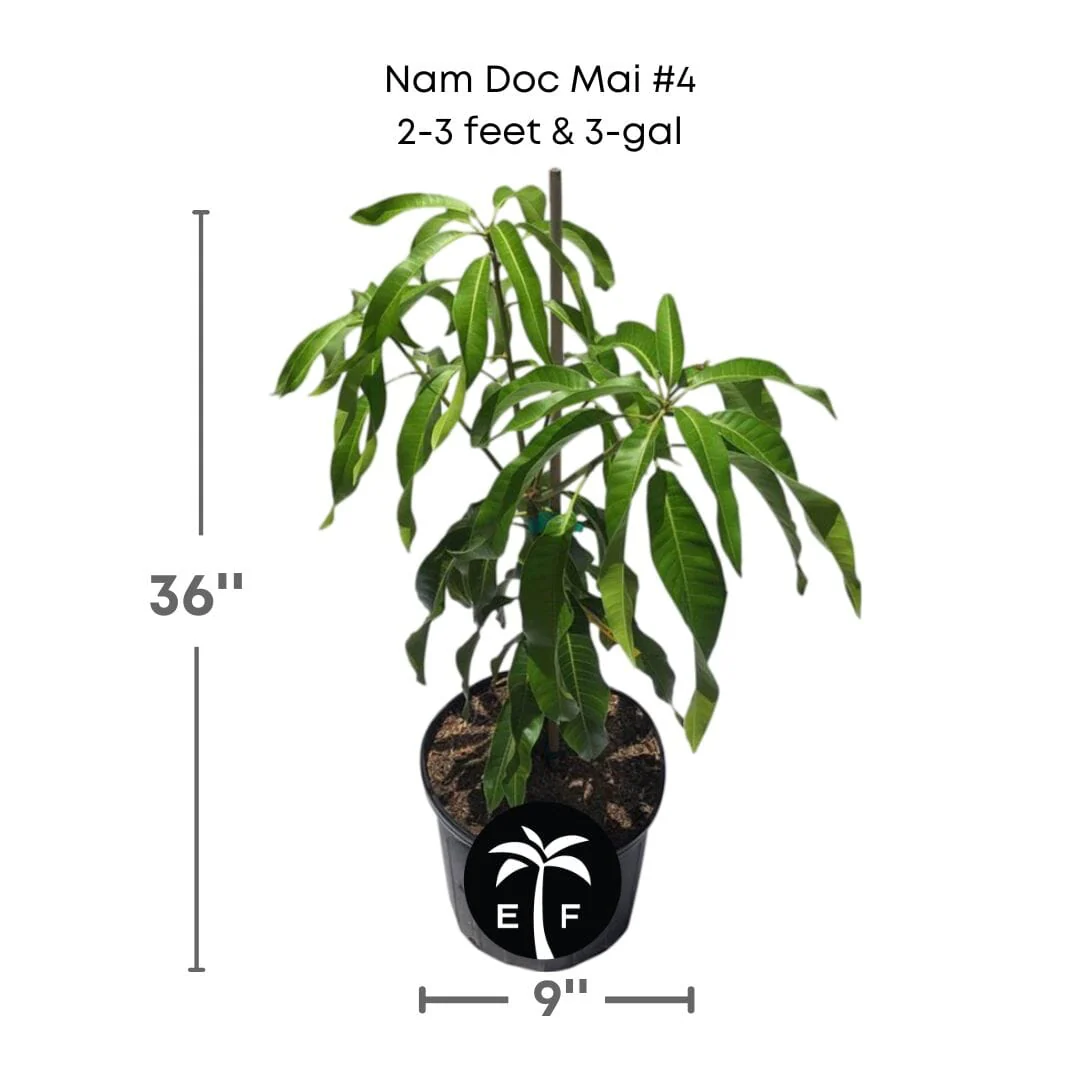 Nam Doc Mai # 4 Dwarf Mango Tree, Grafted - Image 4