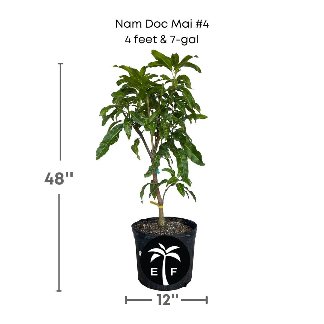 Nam Doc Mai # 4 Dwarf Mango Tree, Grafted - Image 5
