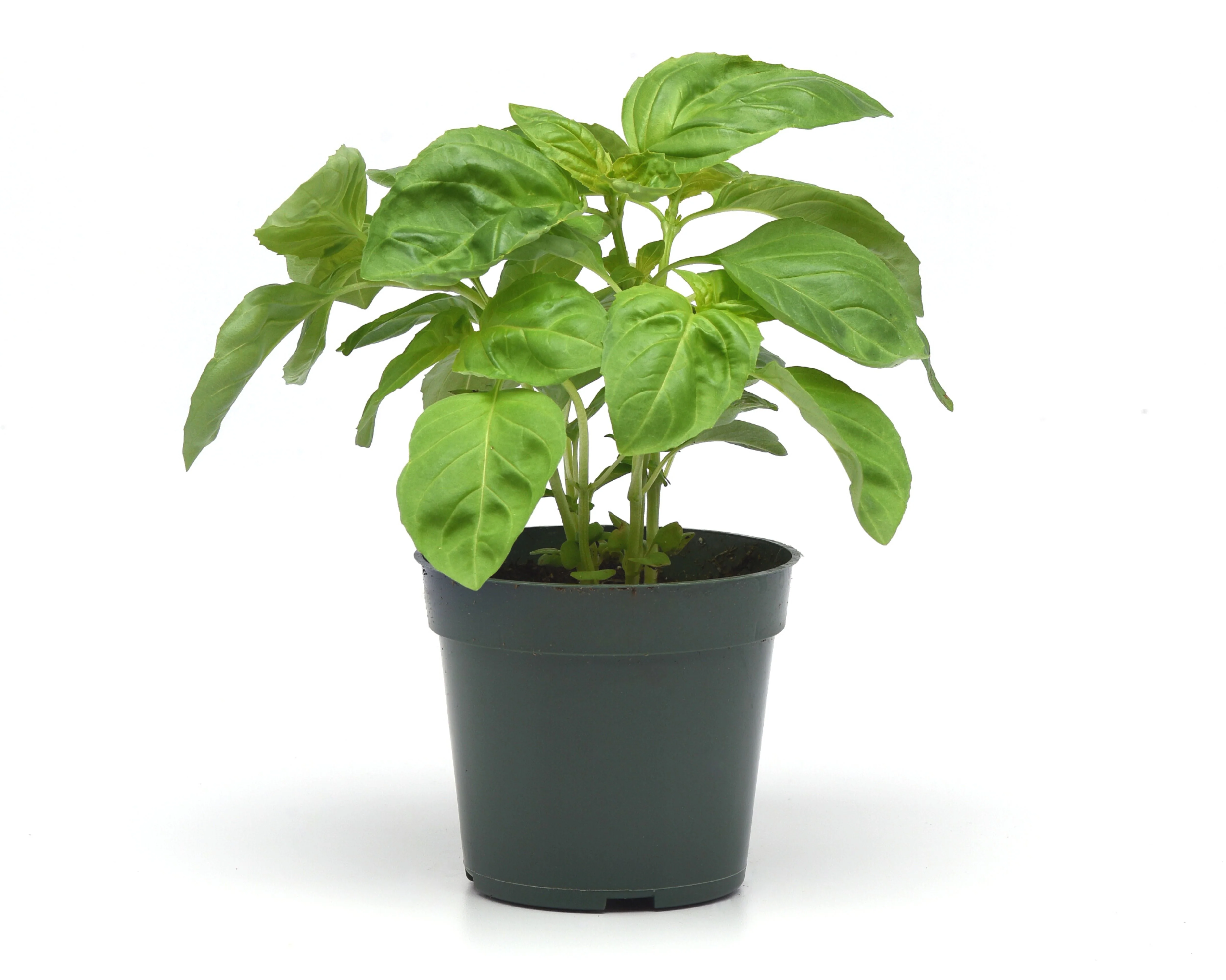 Newton Basil Seeds - Image 3