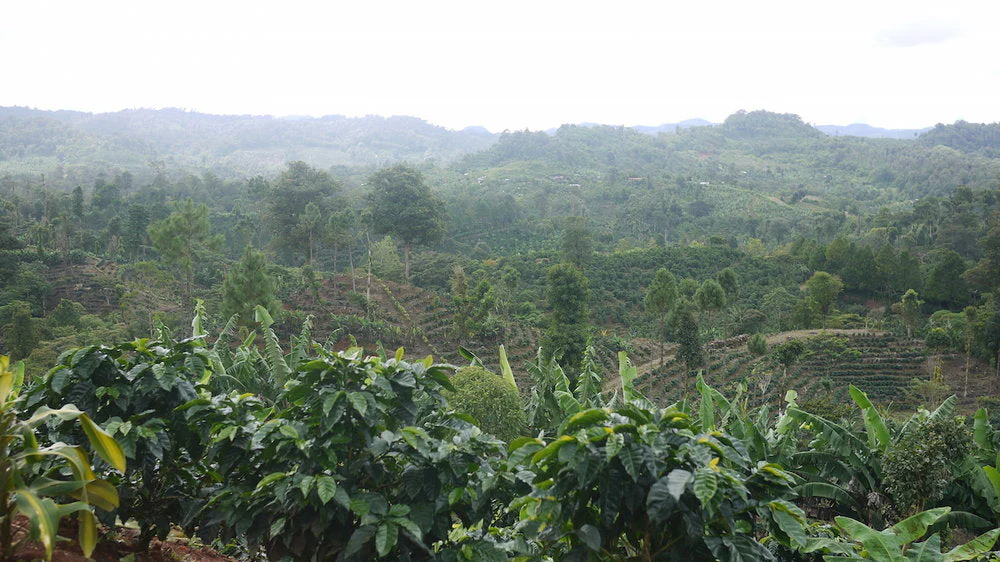 Nicaragua - Finca San Jose de las Nubes - Washed Process - Image 11