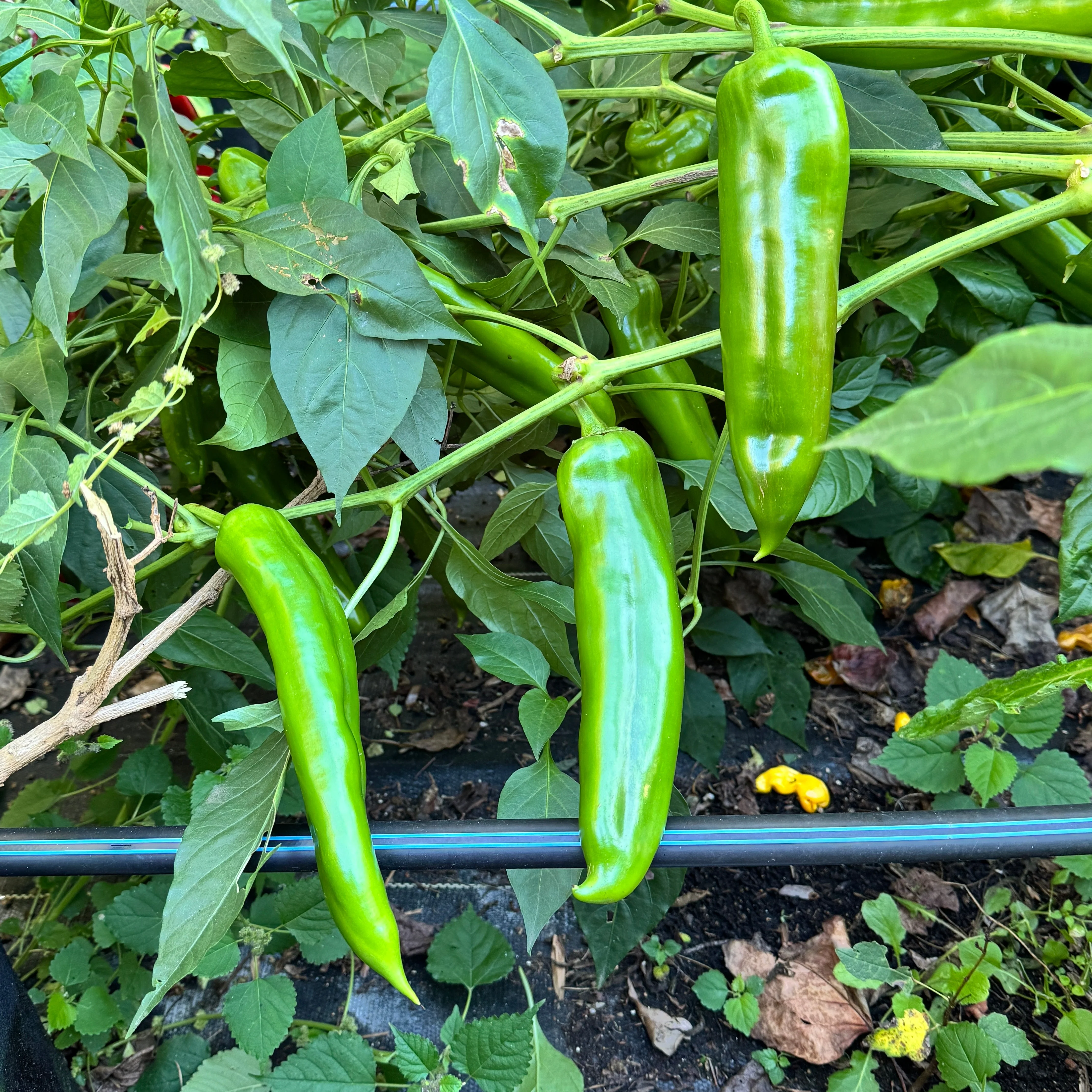 NuMex Big Jim - Seeds - Image 2