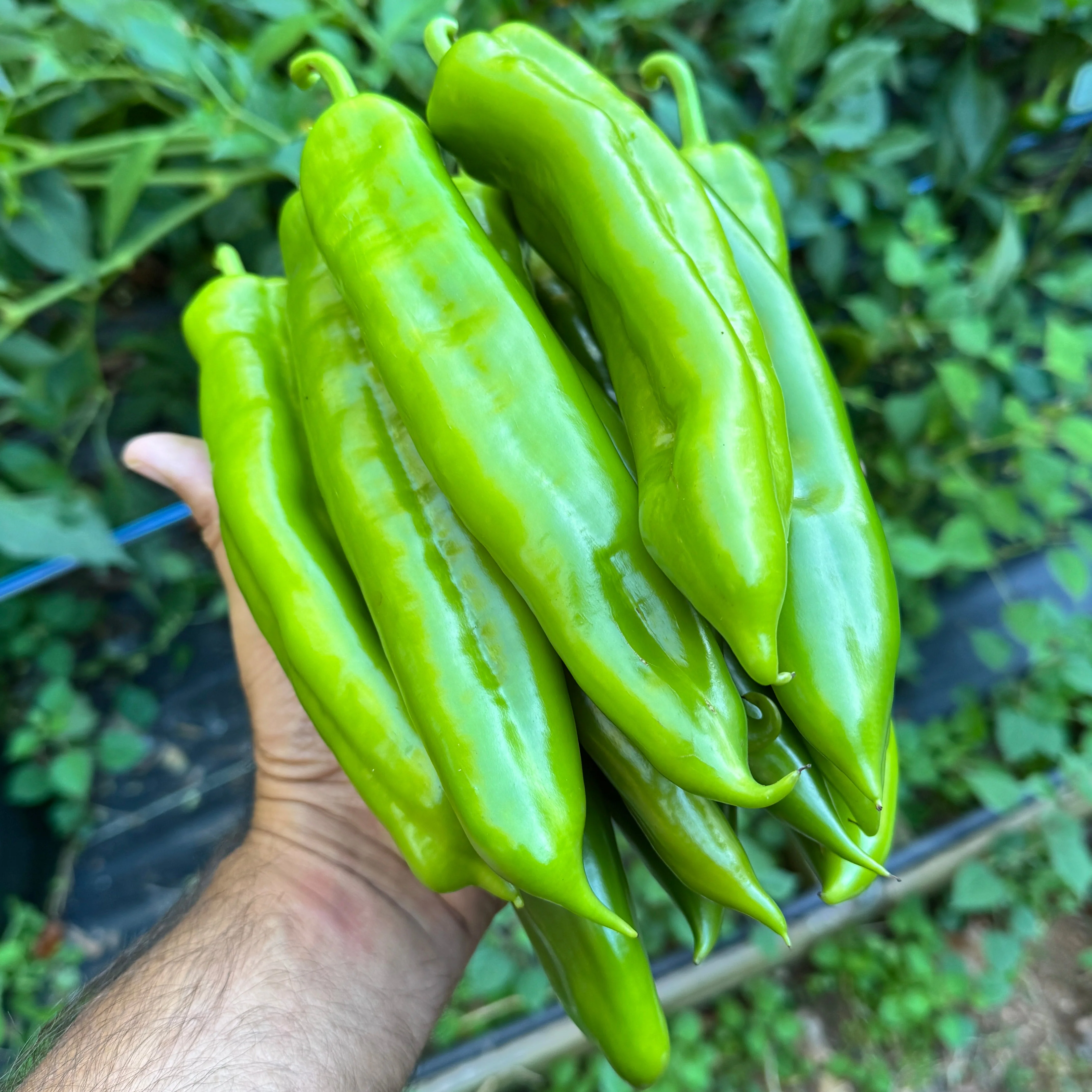 NuMex Big Jim - Seeds - Image 3