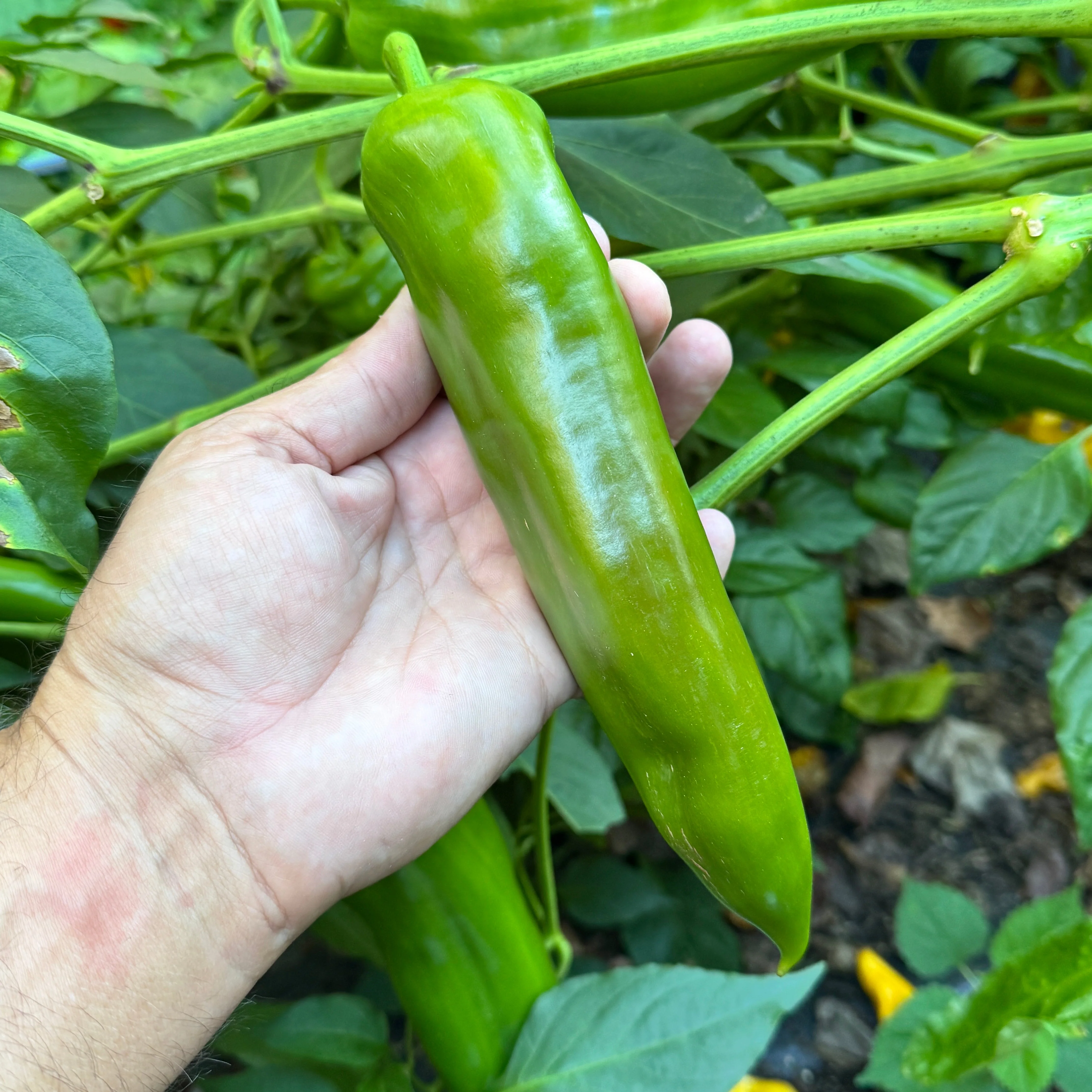 NuMex Big Jim - Seeds - Image 6