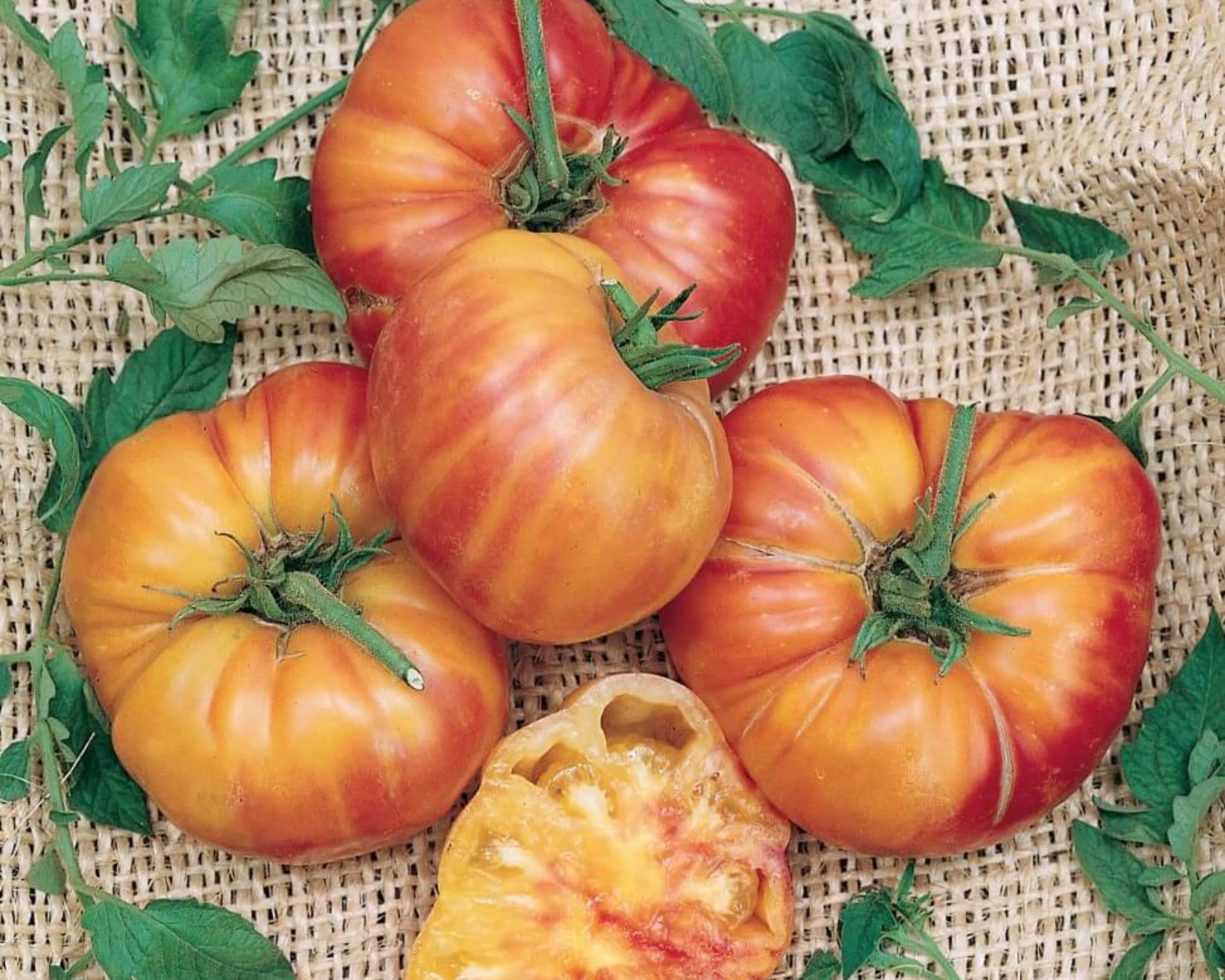 Old German Tomato Seeds - Image 2