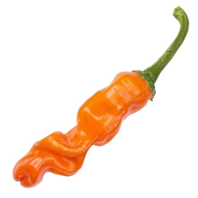 Orange Peter Pepper Seeds (Non-Isolated) - Image 2