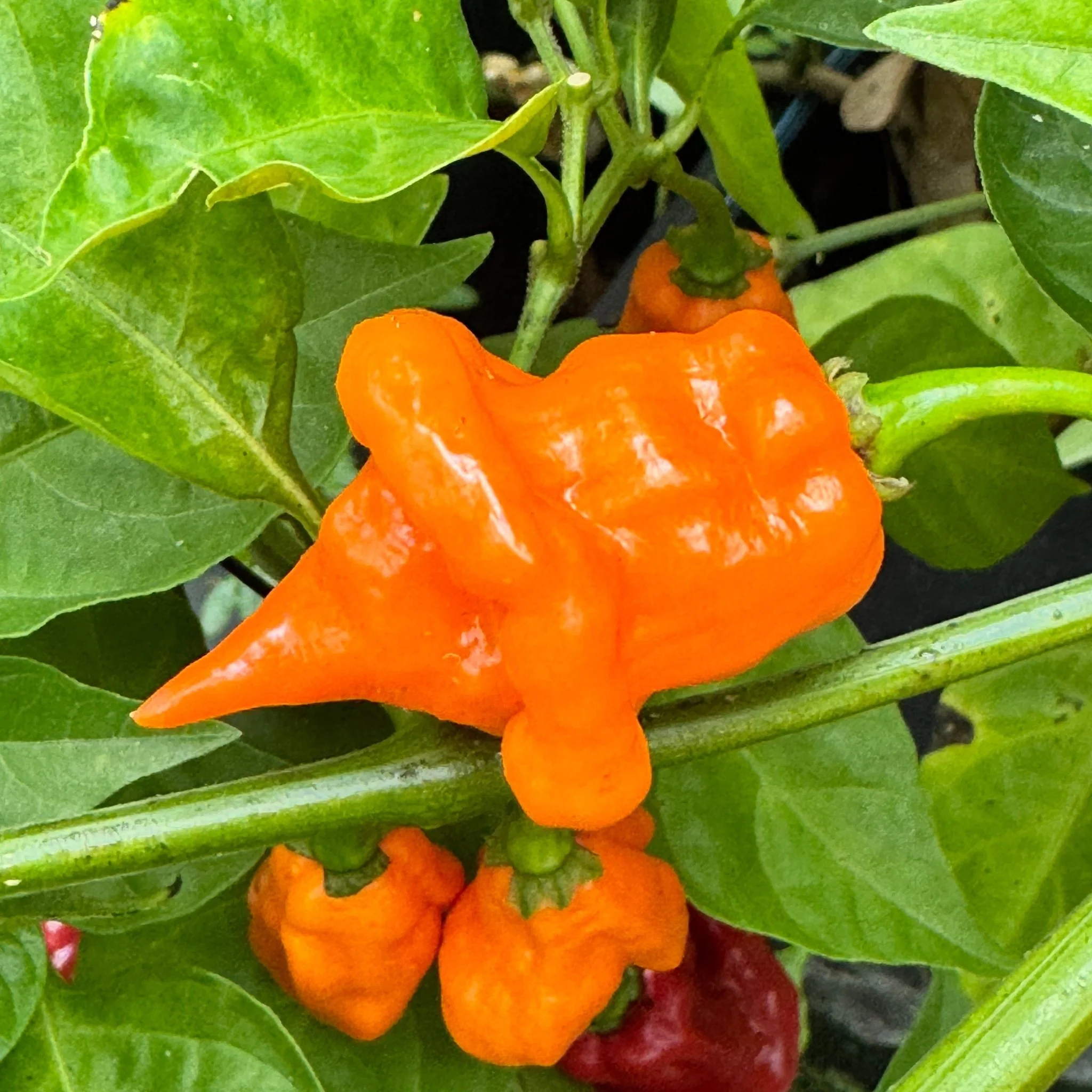 Orange Ripple - Seeds - Image 2