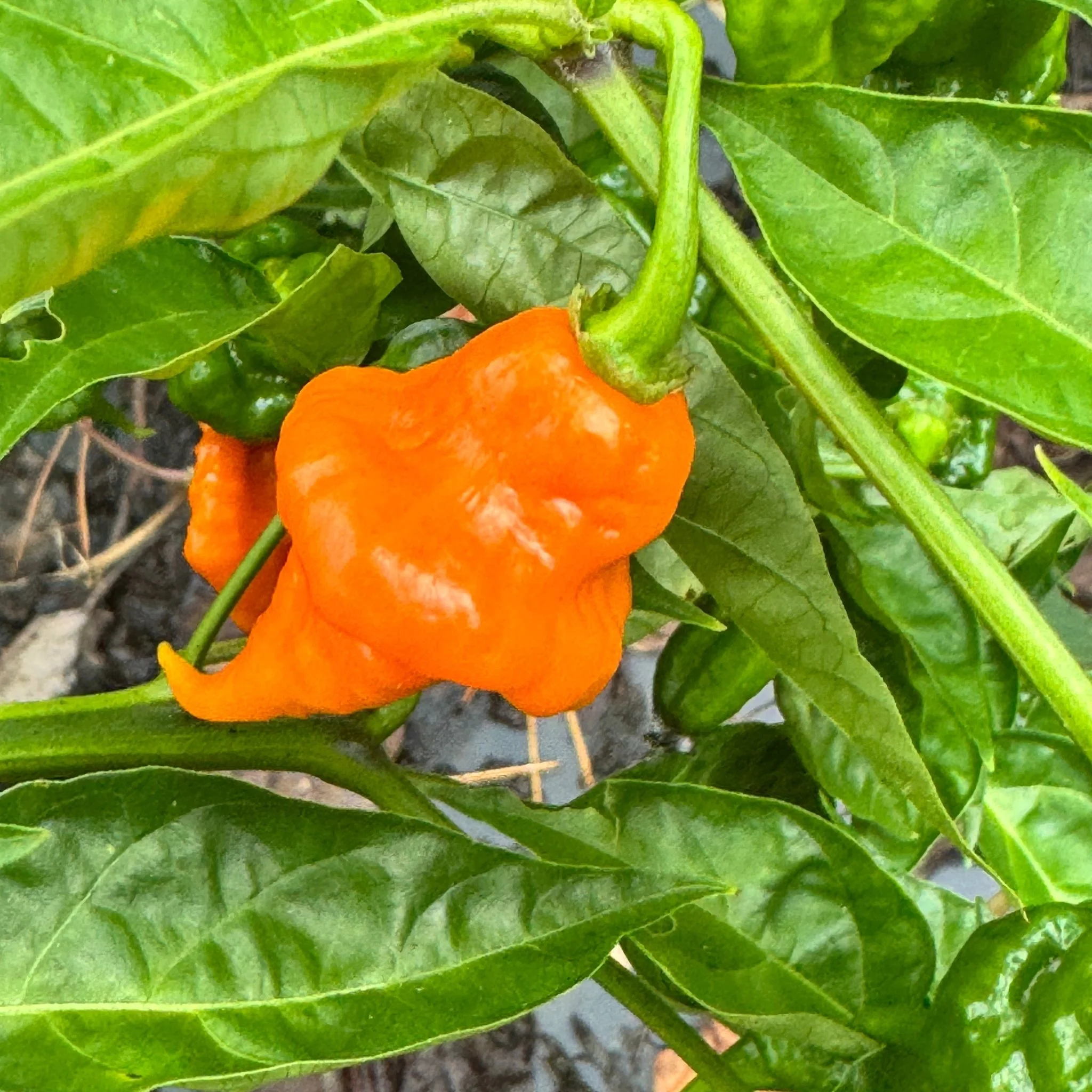 Orange Ripple - Seeds - Image 3