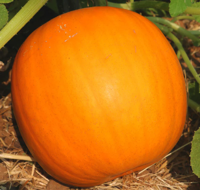 Orange Smoothie Hybrid Pumpkin Seeds - Image 2