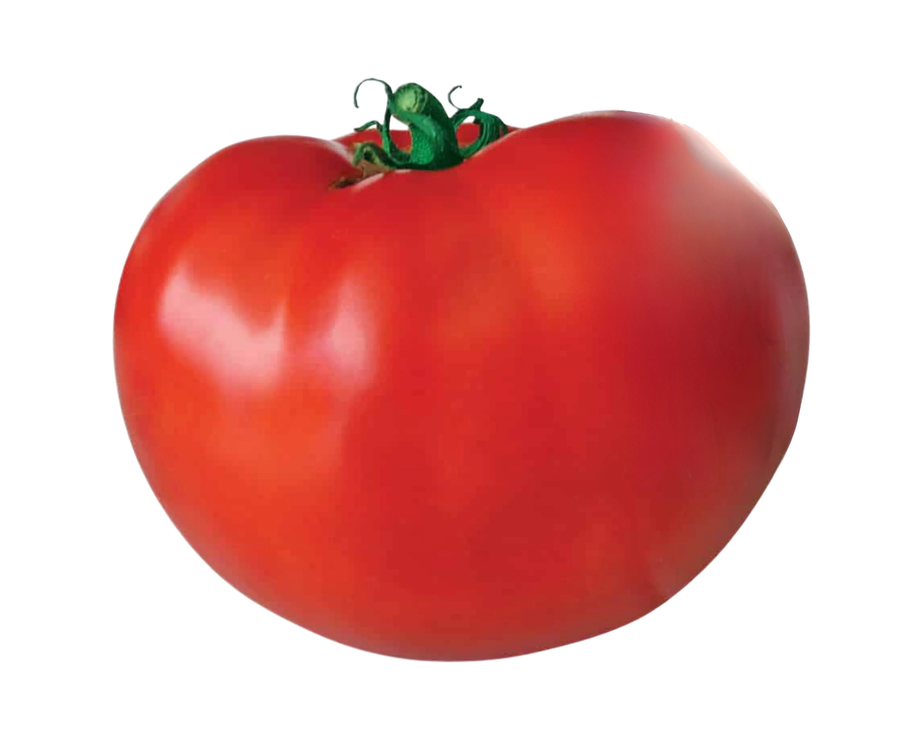 Original Blue Ribbon Hybrid Tomato Seeds - Image 2