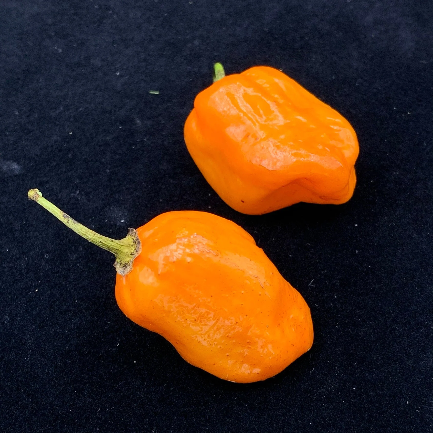 Oxkutzcabian Orange - Seeds - Image 2