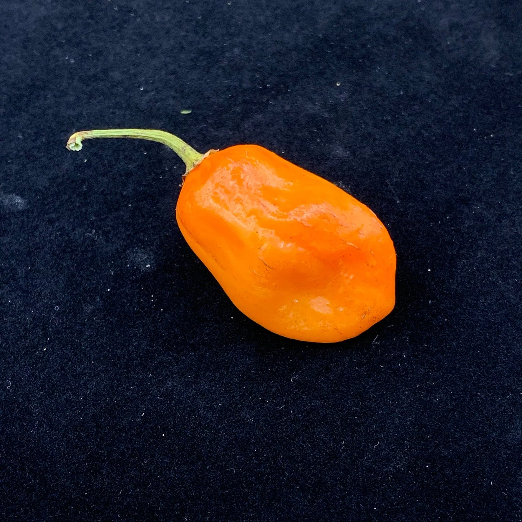 Oxkutzcabian Orange - Seeds - Image 3