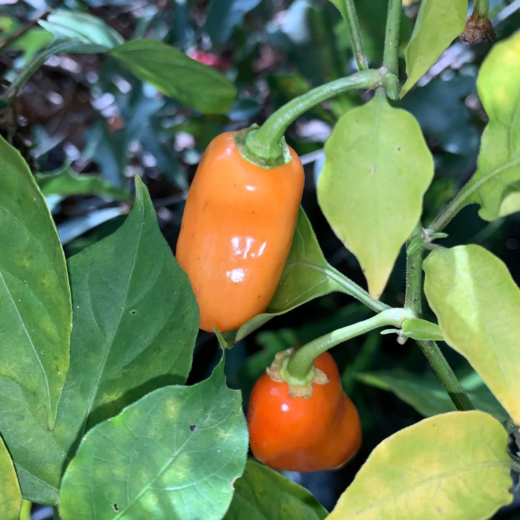 Oxkutzcabian Orange - Seeds - Image 4