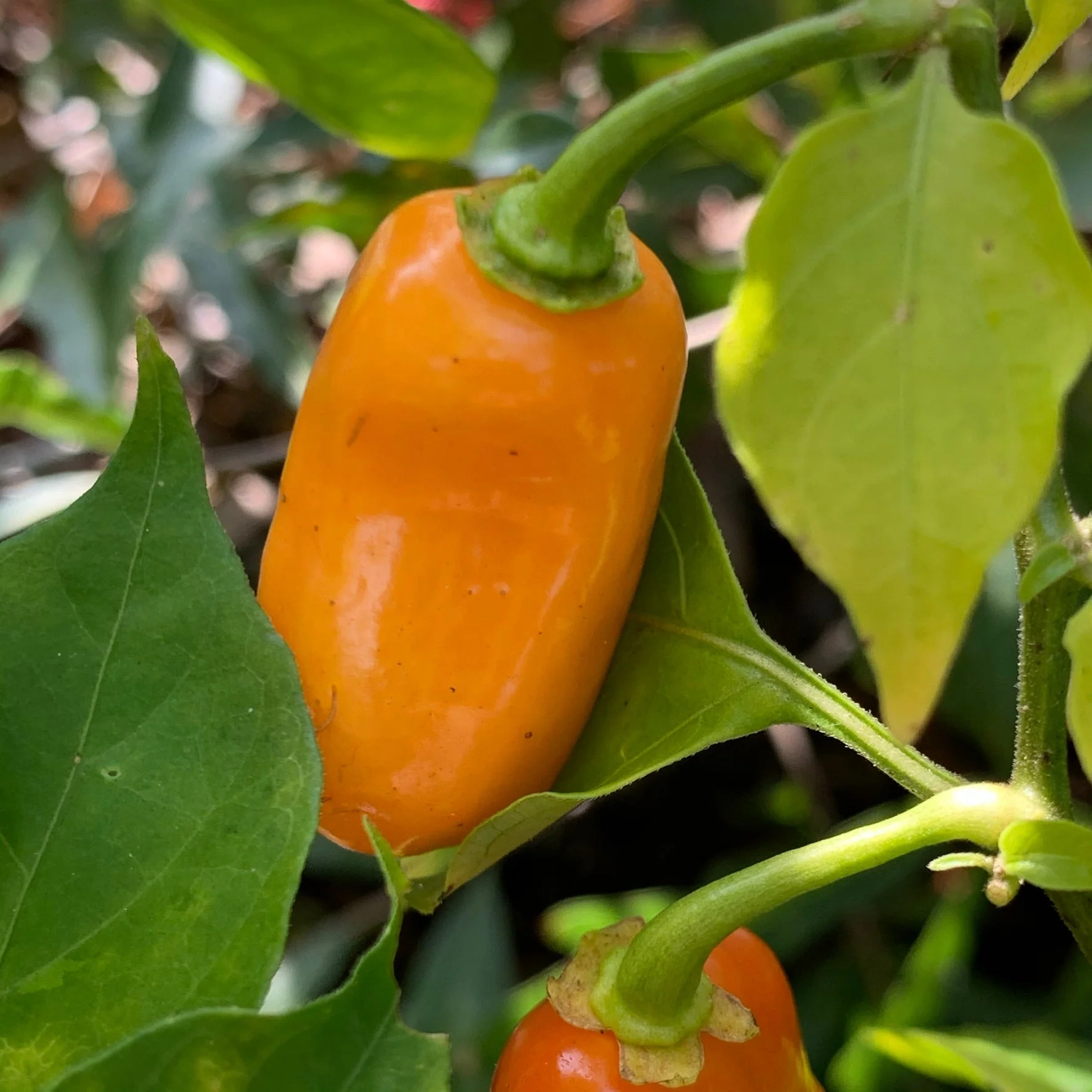 Oxkutzcabian Orange - Seeds - Image 5