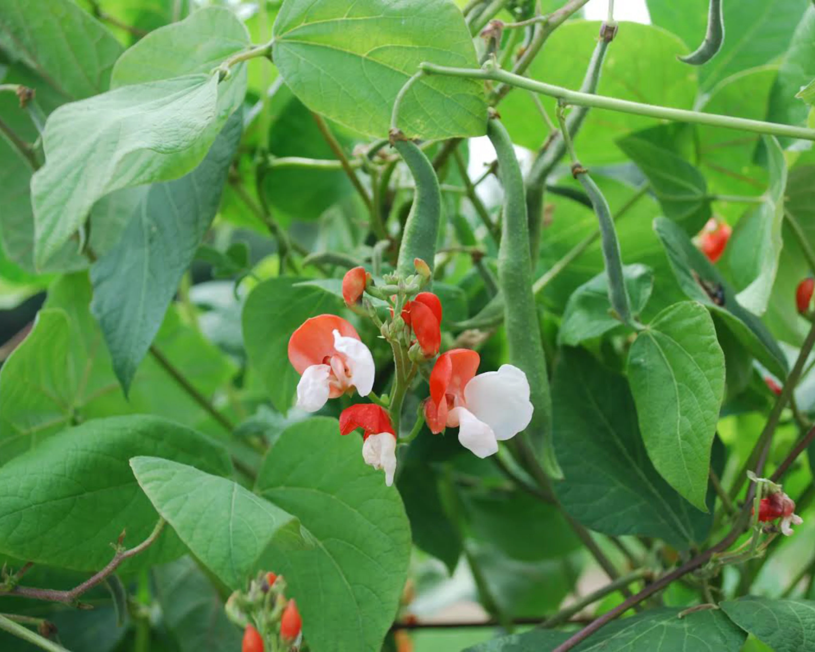 Painted Lady Runner Bean - Image 2
