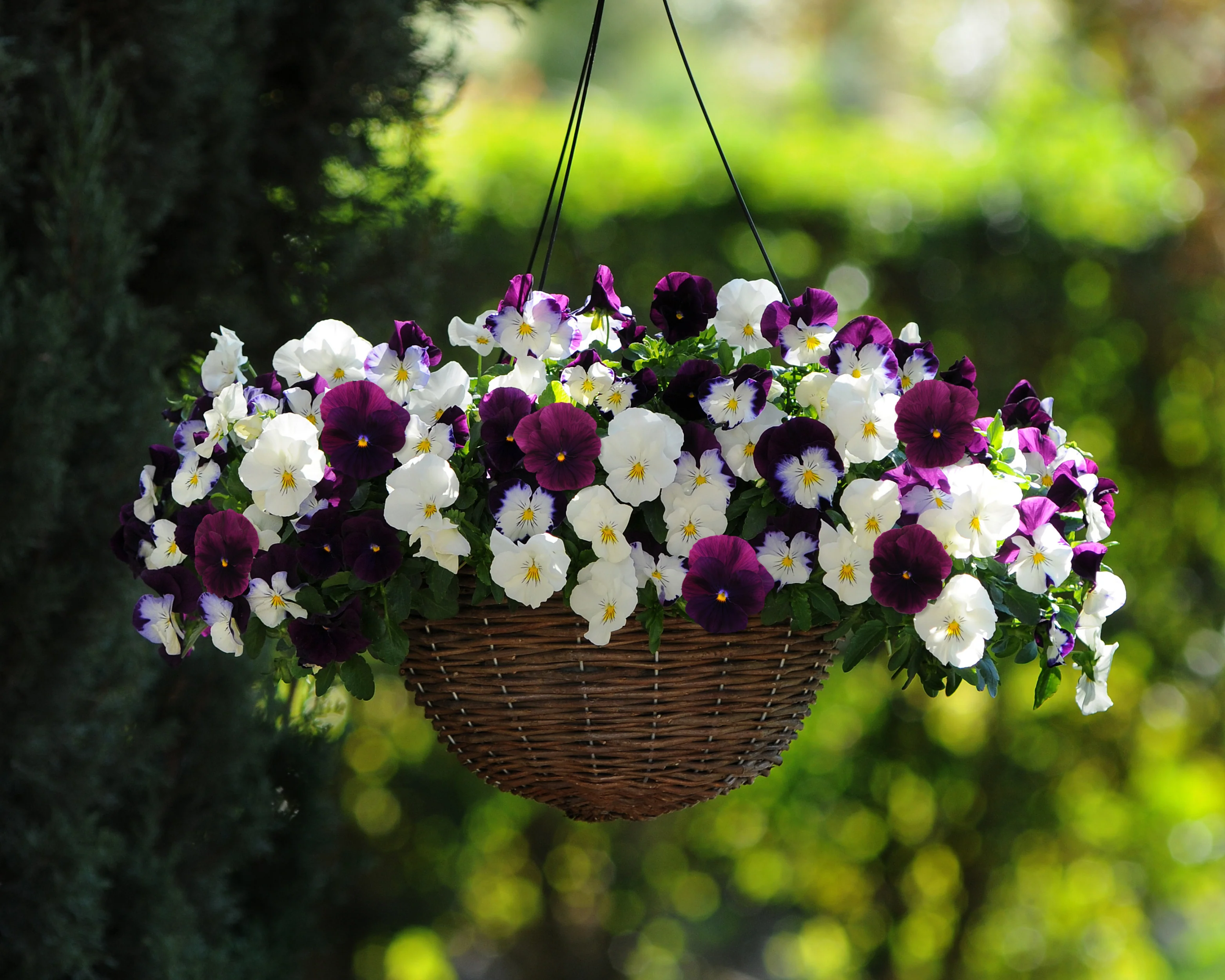 Pansy Cool Wave Berries ‘n Cream Mix Seeds - Image 2
