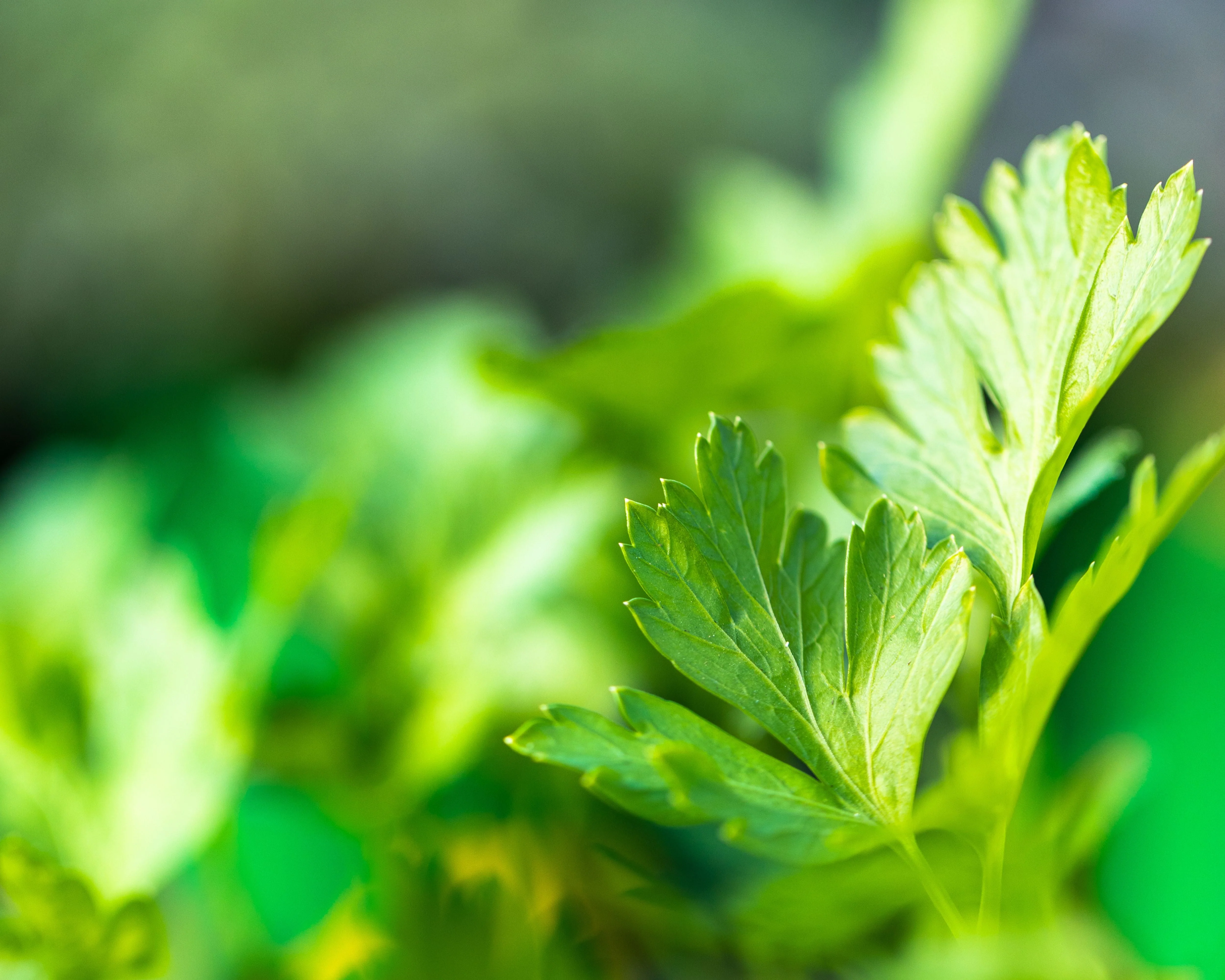 Parsley Seeds, Italian Plain Leaf - Image 2