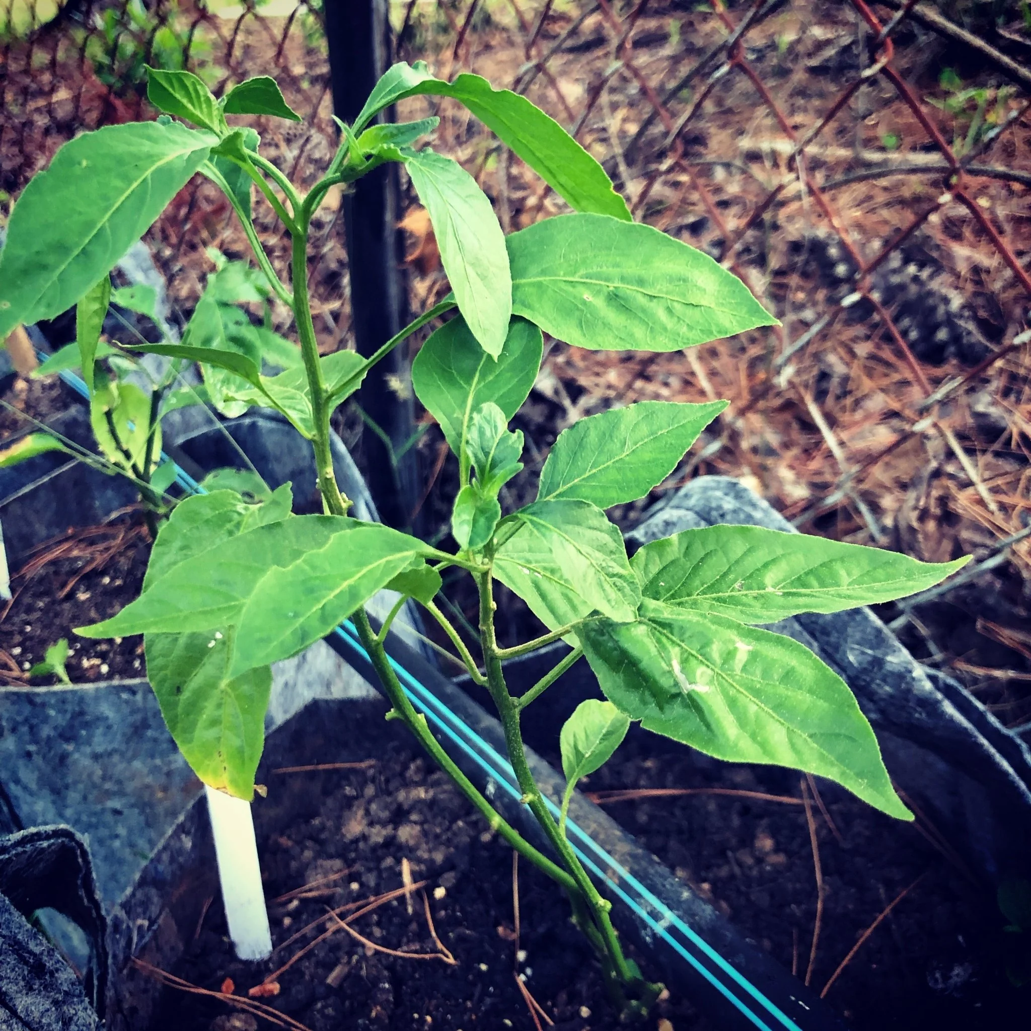 Pasilla Mixe Chili or Pasilla de Oaxaca - Seeds - Image 2
