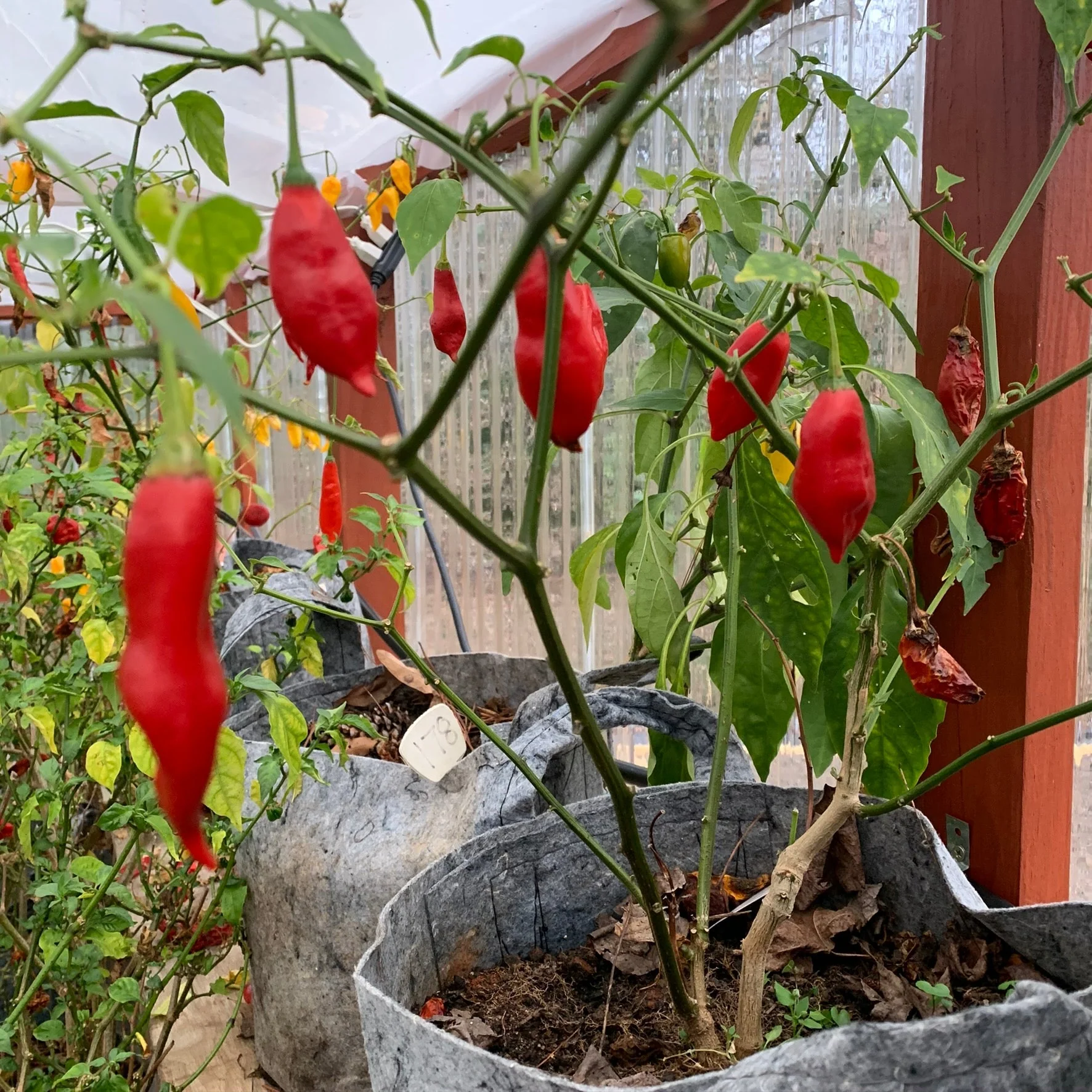 Pasilla Mixe Chili or Pasilla de Oaxaca - Seeds - Image 3