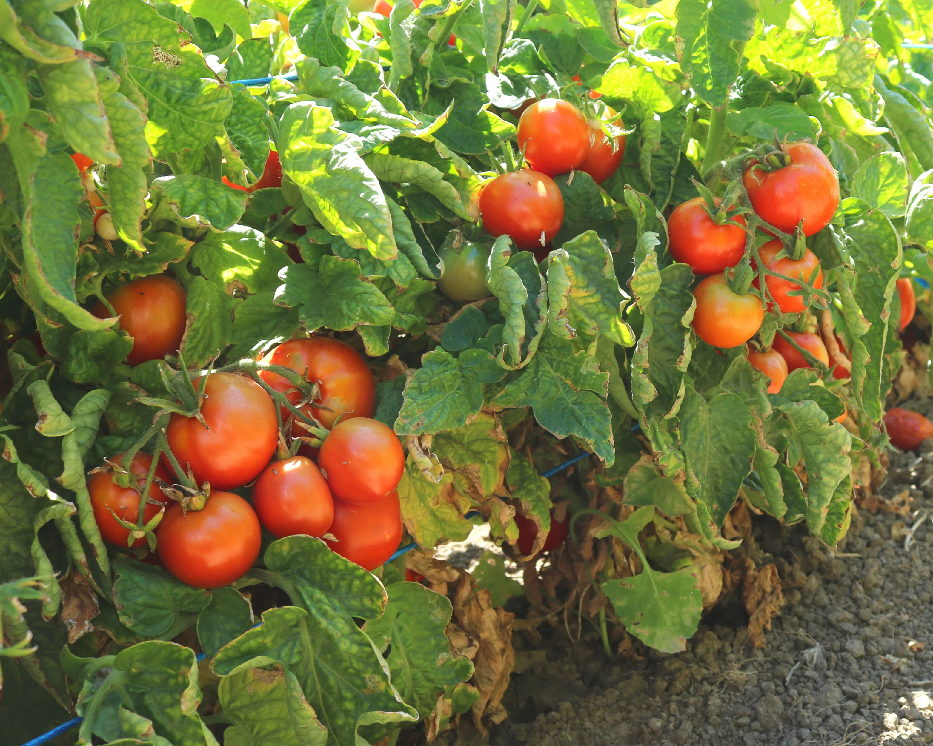 Patio Hybrid Tomato Seeds - Image 2