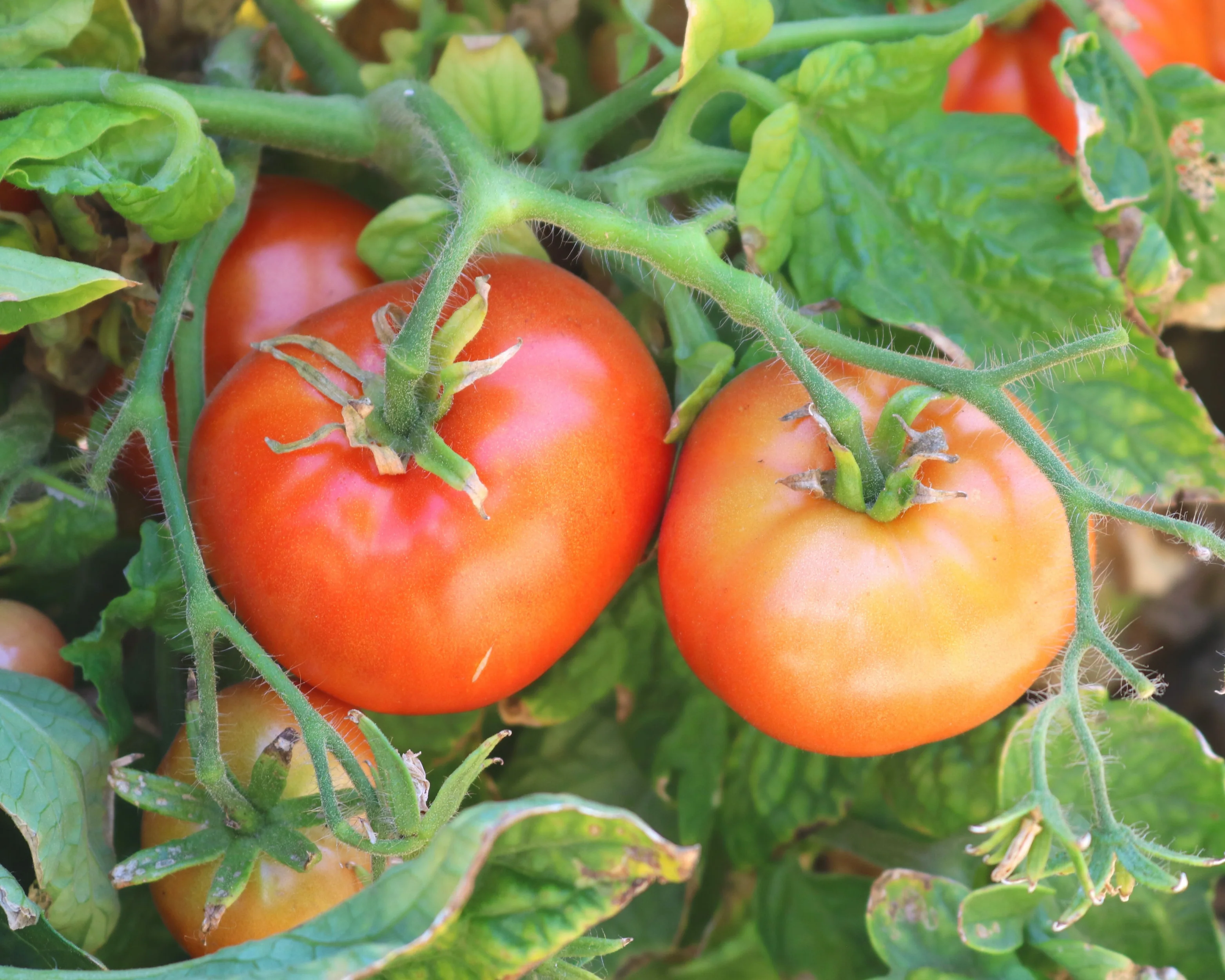 Patio Hybrid Tomato Seeds - Image 3