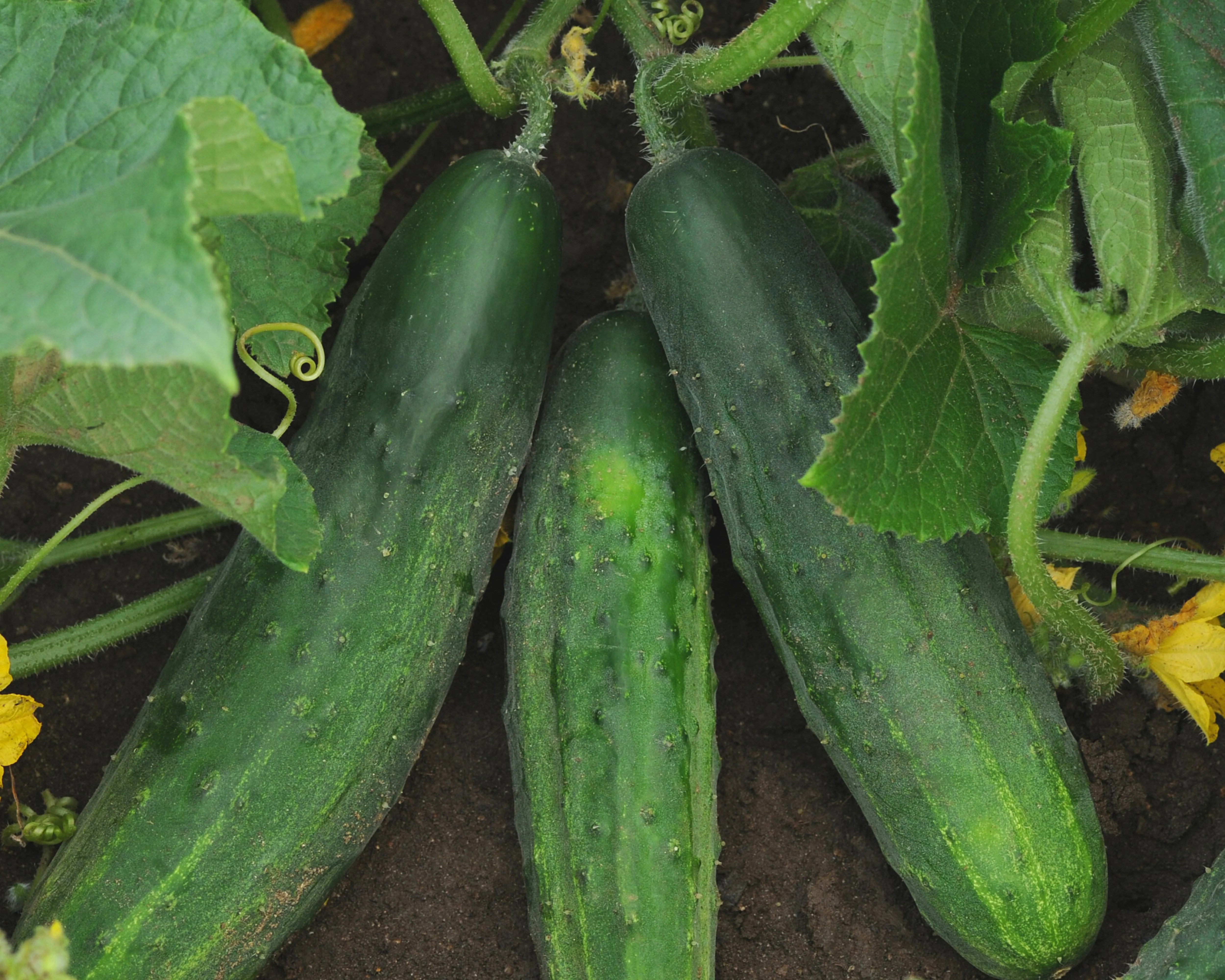 Patio Snacker Hybrid Cucumber - Image 4