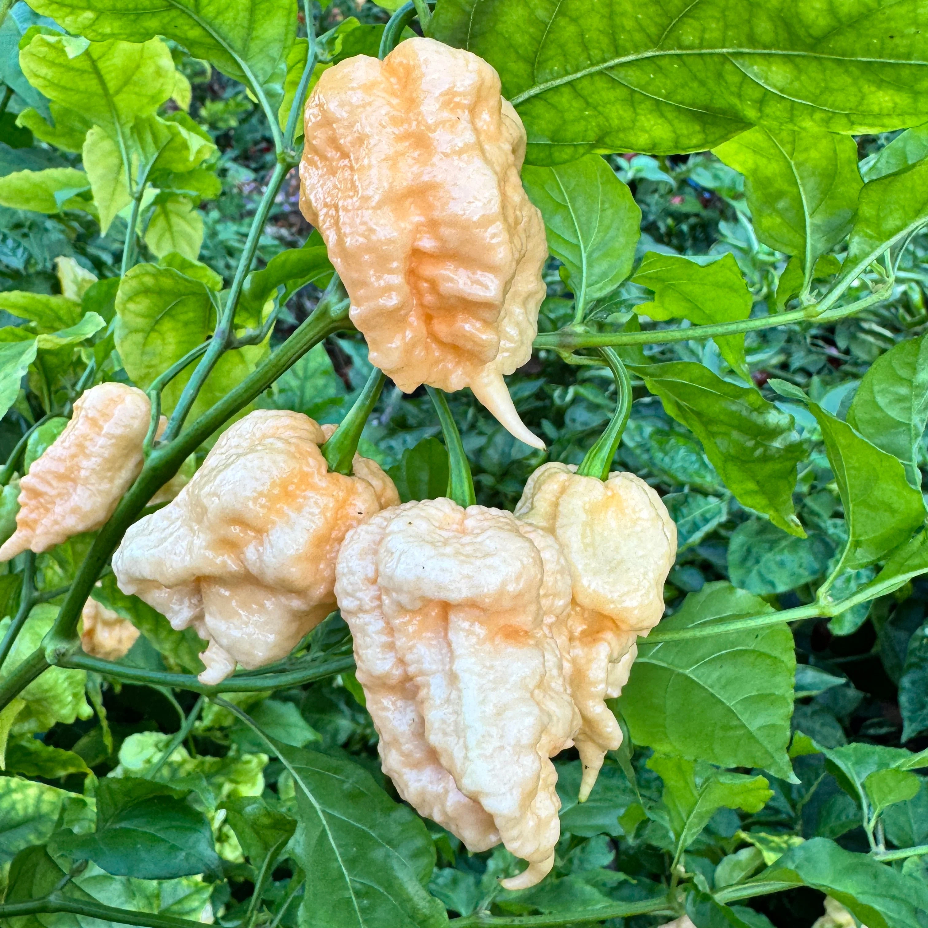 Peach Miasma - Seeds - Image 3