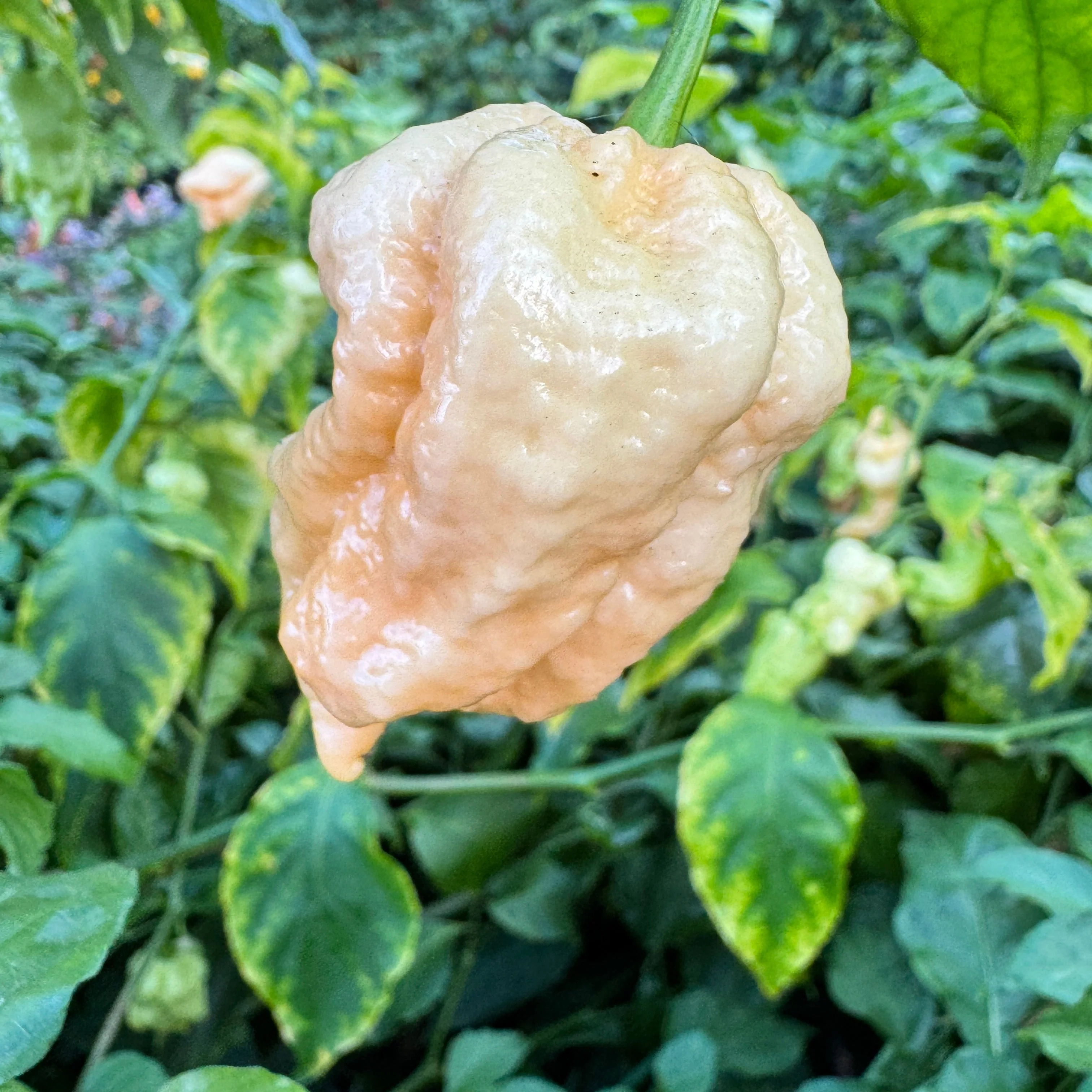 Peach Miasma - Seeds - Image 4