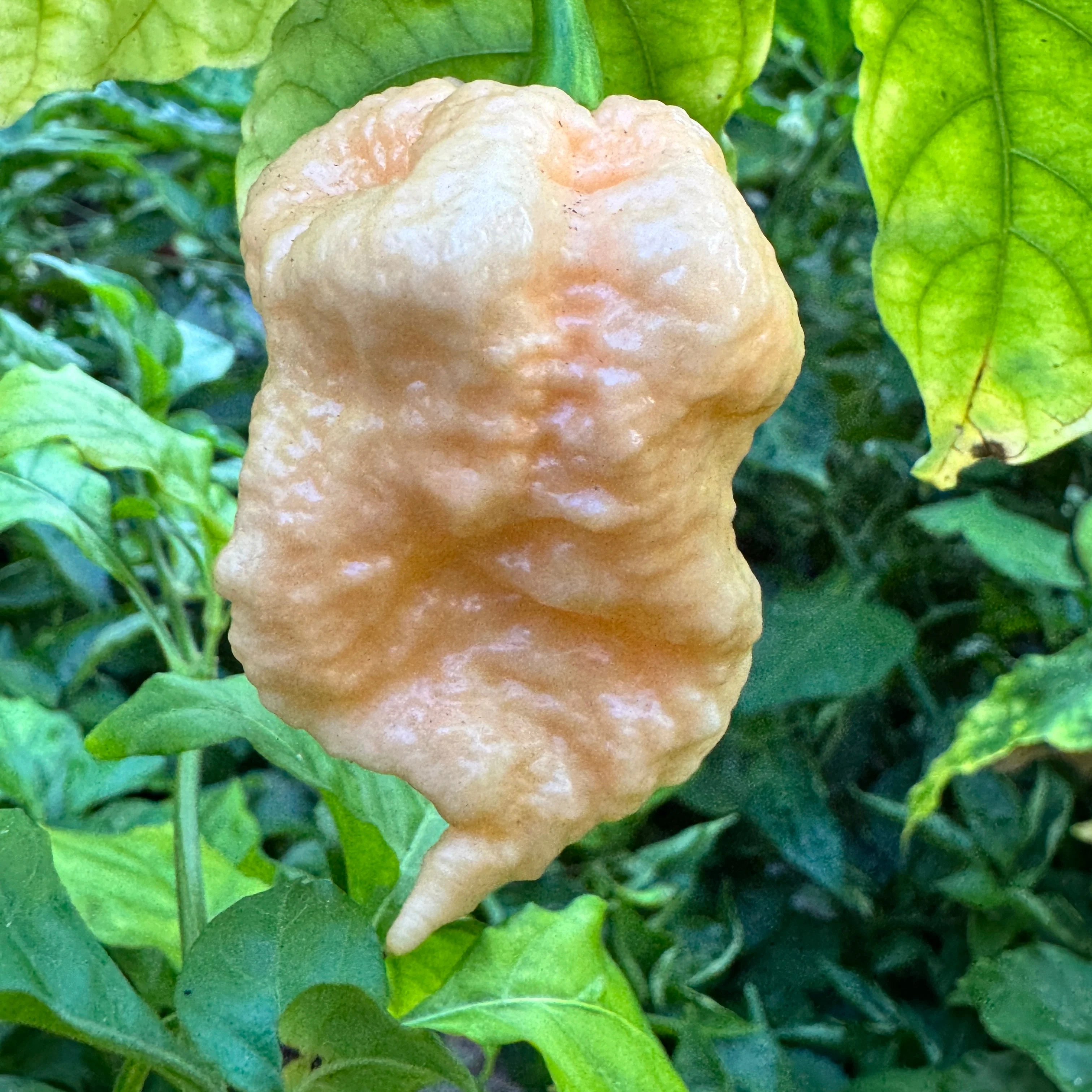 Peach Miasma - Seeds - Image 5