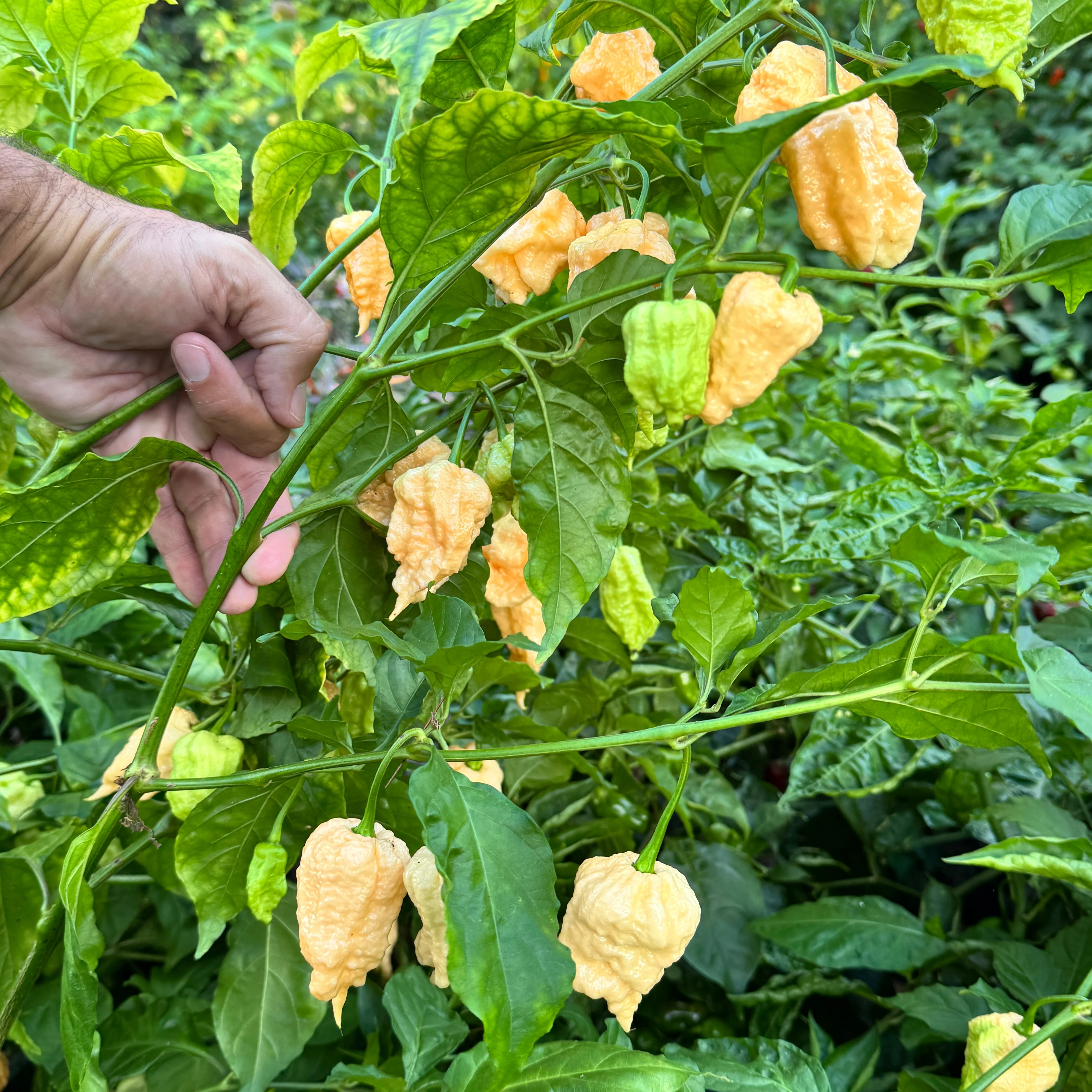 Peach Miasma - Seeds - Image 6