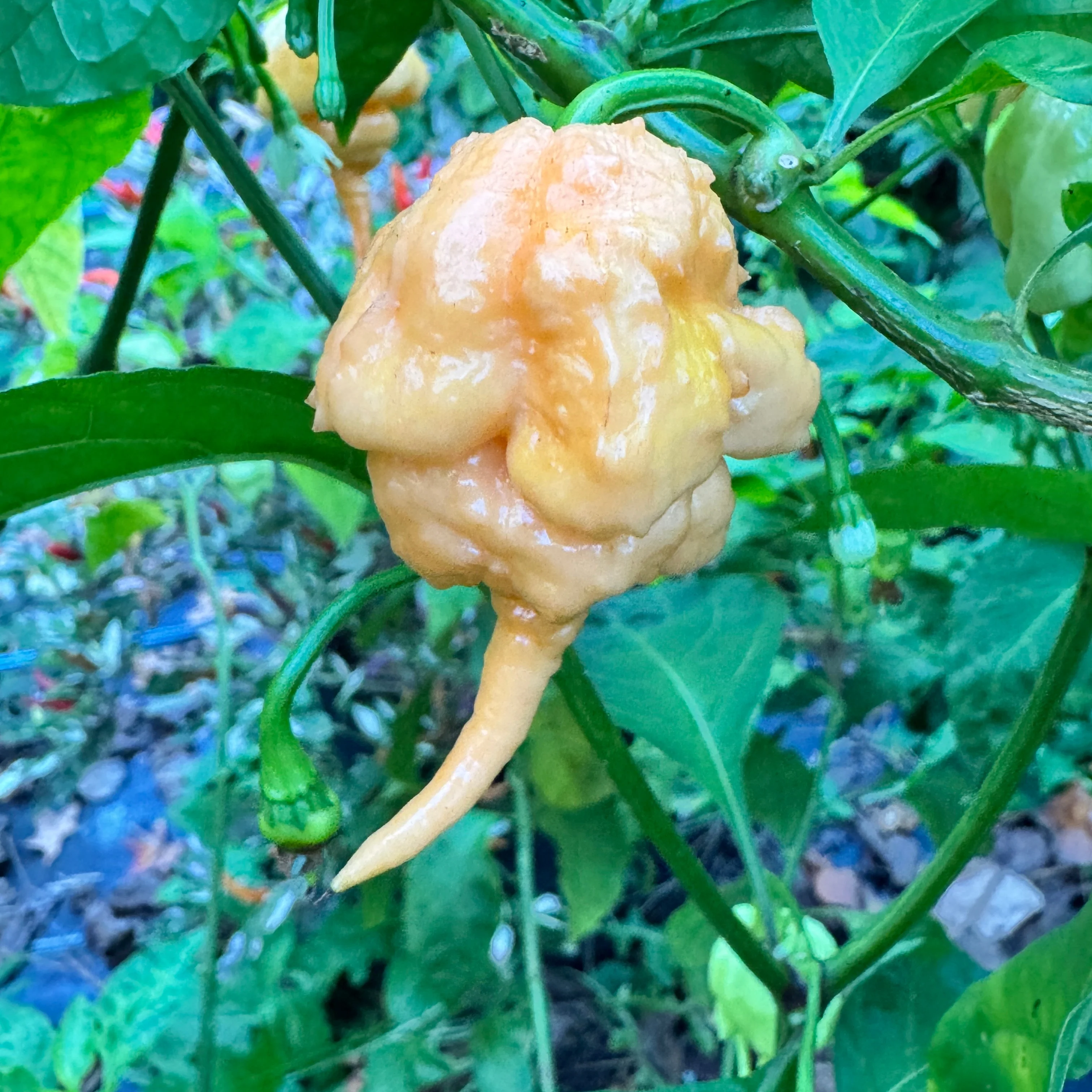Peach Primo - Seeds - Image 2