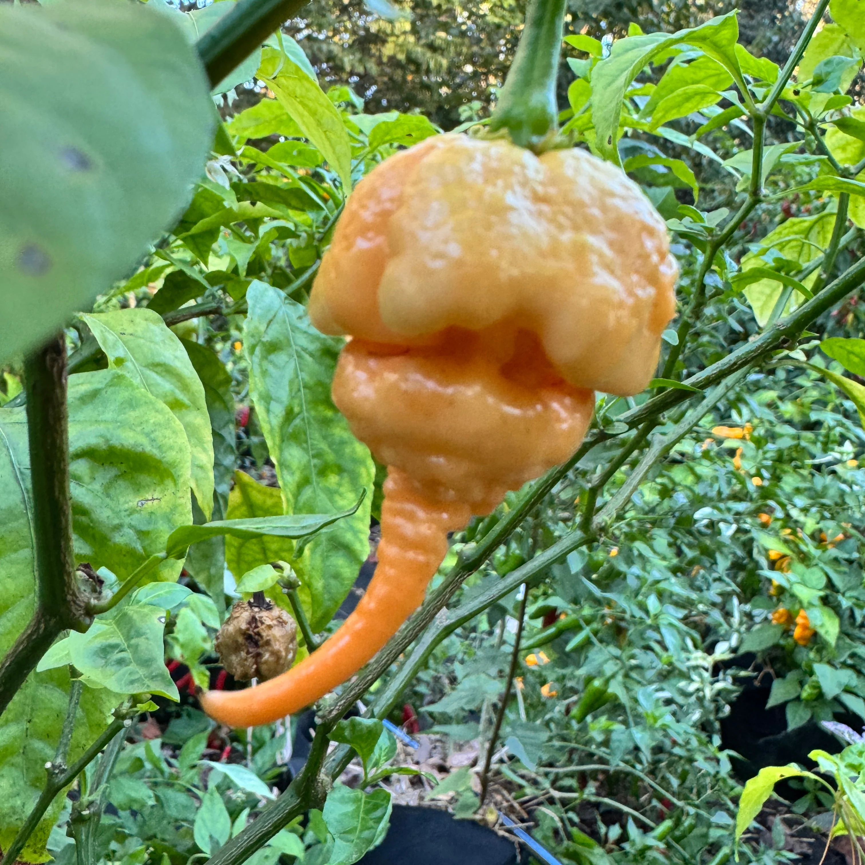Peach Primo - Seeds - Image 3
