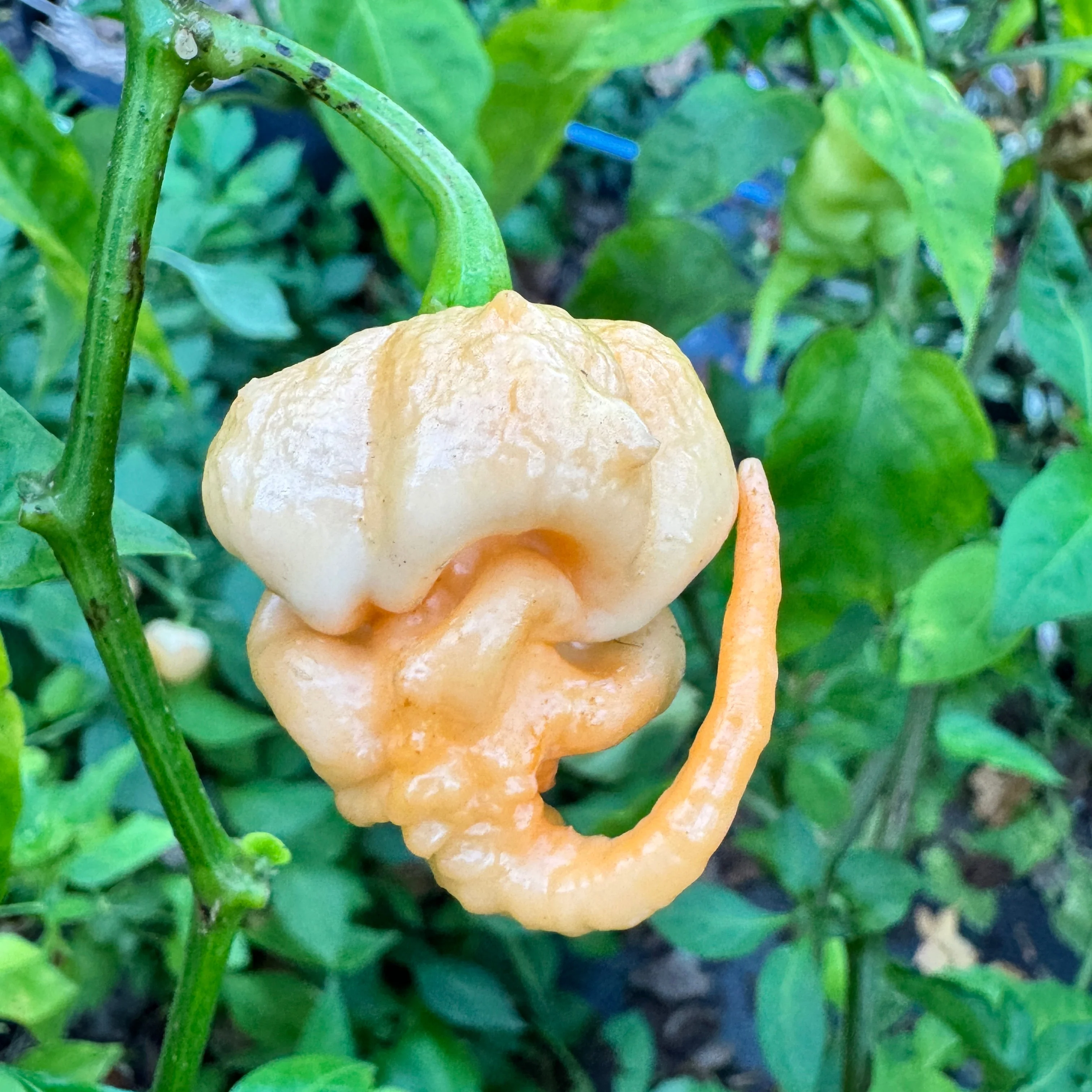 Peach Primo - Seeds - Image 4