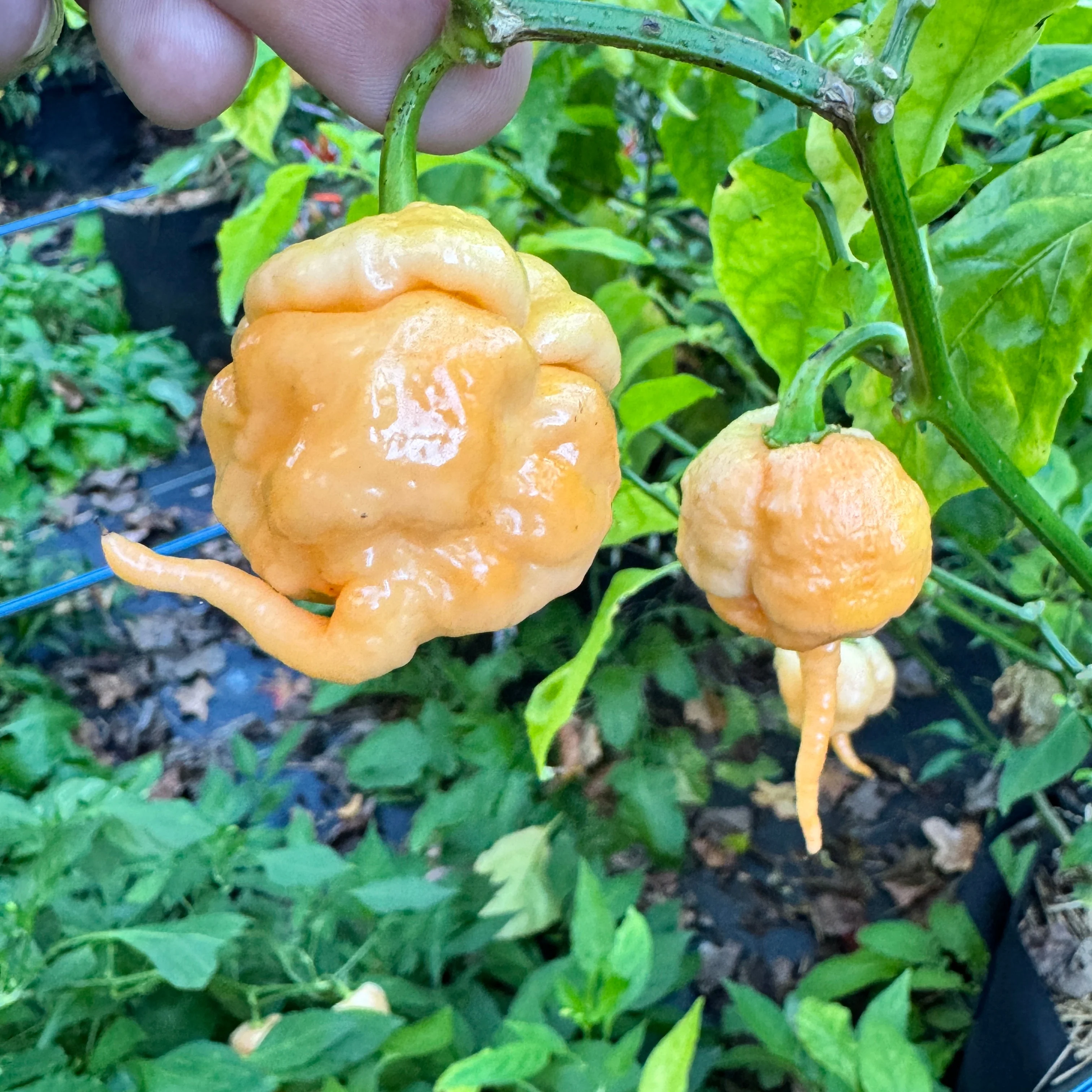 Peach Primo - Seeds - Image 5