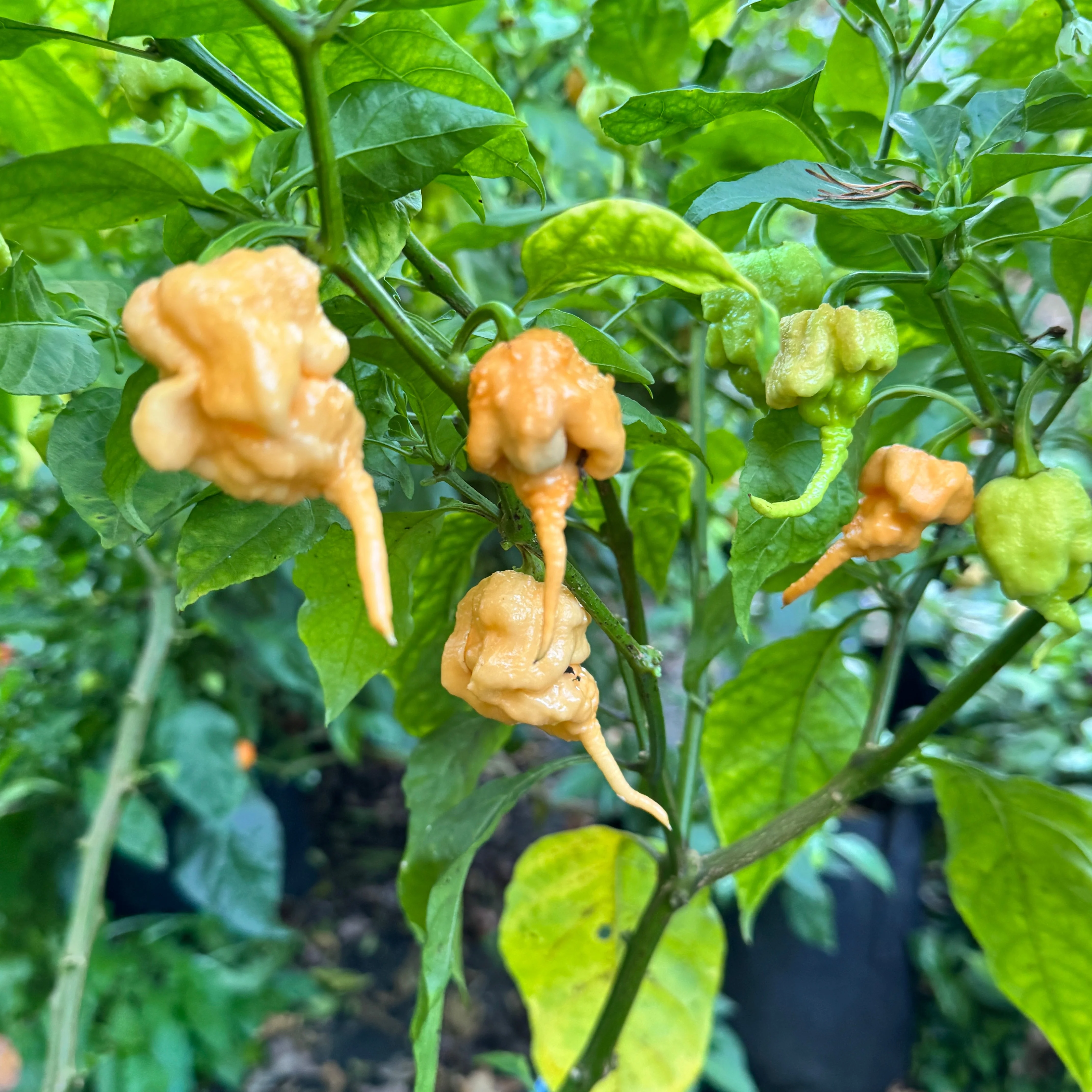 Peach Primo - Seeds - Image 6