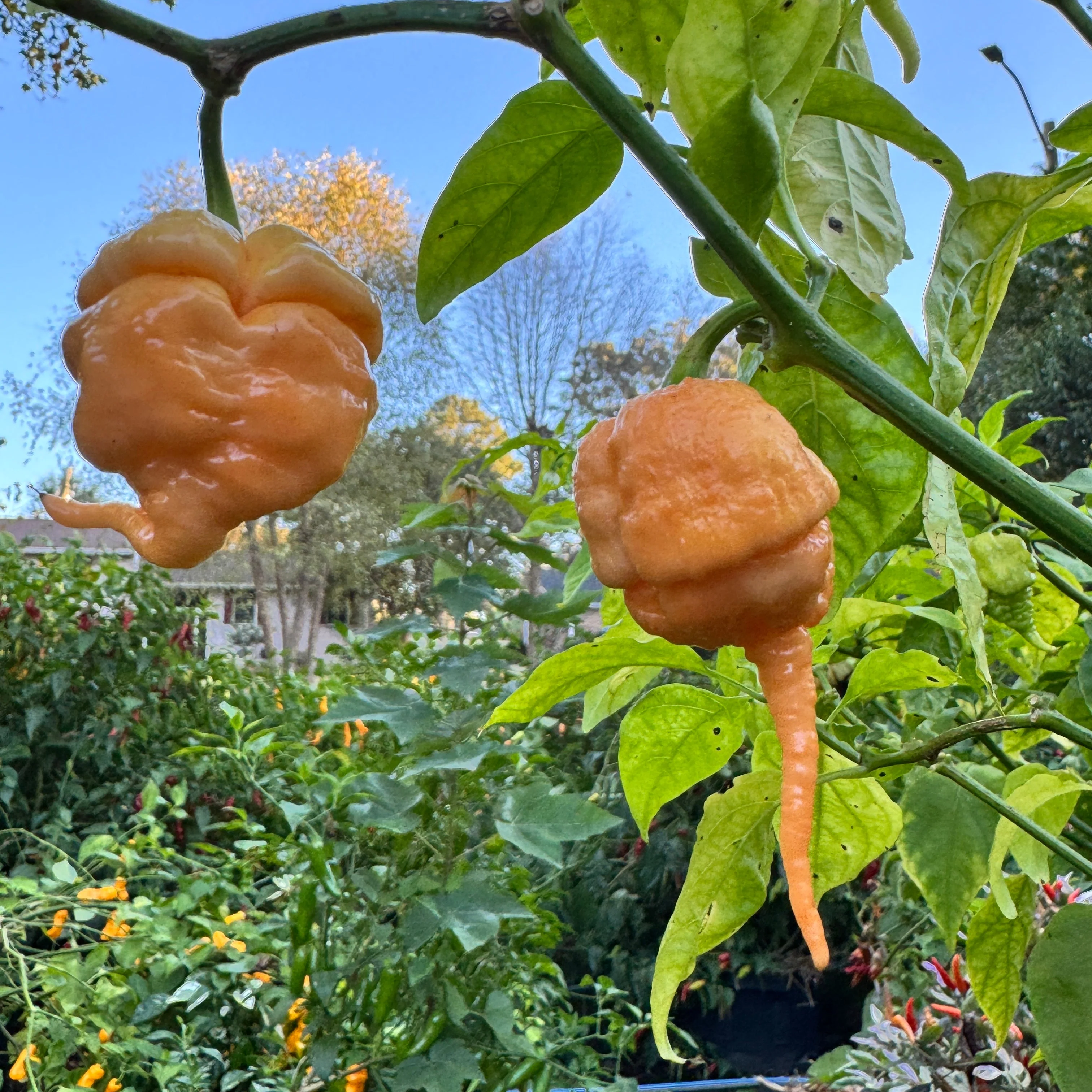 Peach Primo - Seeds - Image 7